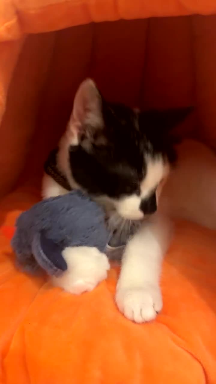 Domestic Shorthair cats for sale: Black and White Male Cat. - Video 3