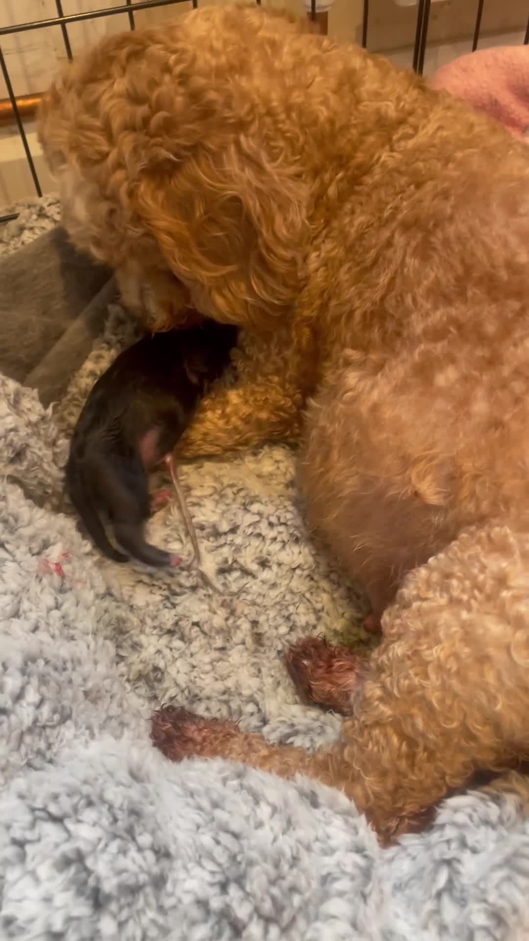 Pomapoo dogs for sale: Wolf sable pomapoos - Video 1