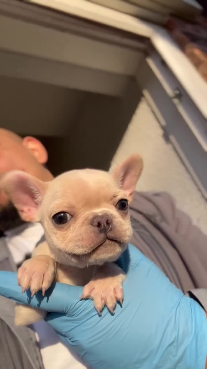 French Bulldog dogs for sale: French Bulldogs Ready For Their Furever Sofa - Video 1