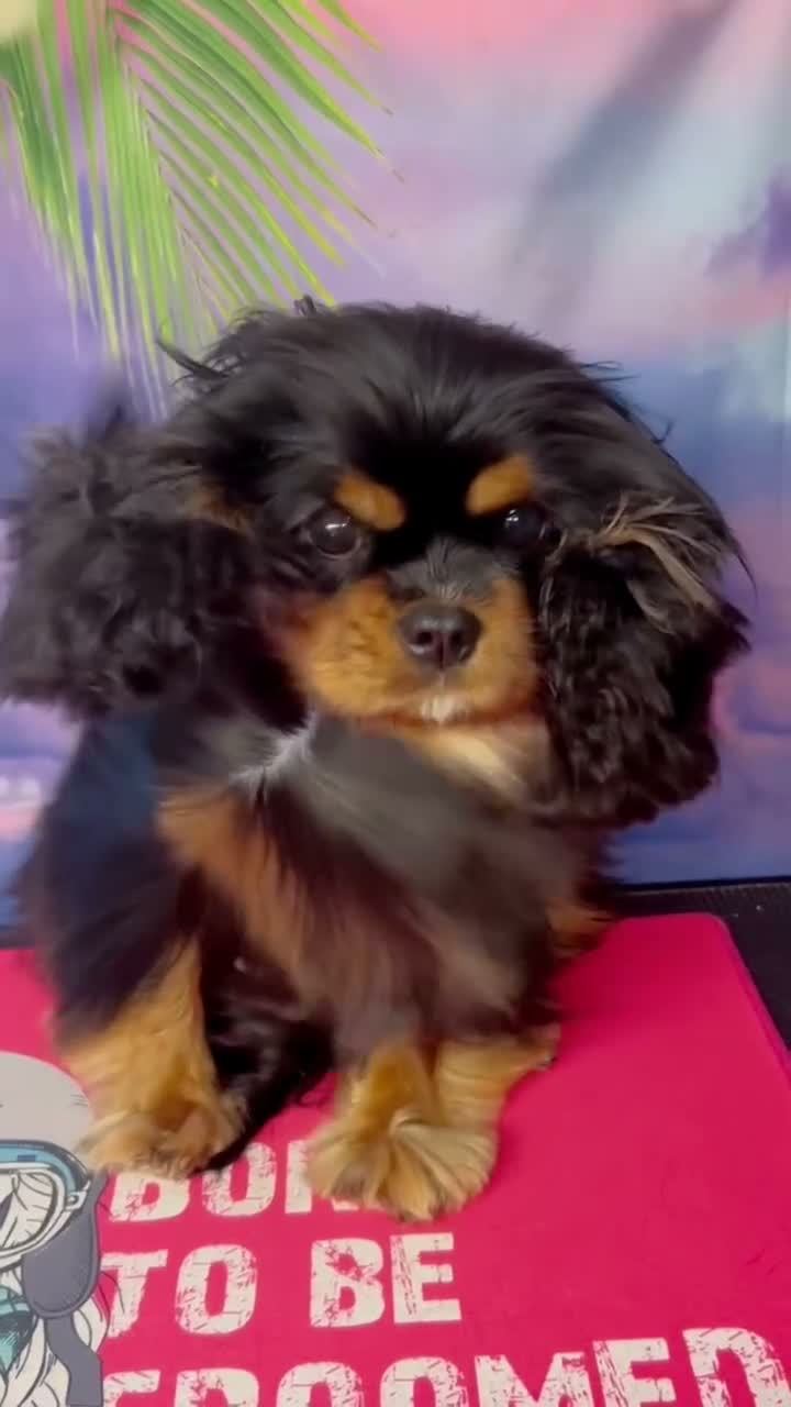 Cavapoo dogs for sale: Beautiful Toy Cavapoo Babies in Birmingham - Video 1