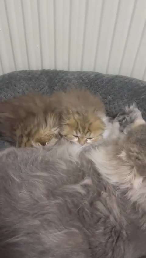 British Longhair cats for sale: 5 gorgeous baby mixed breed kittens  - Video 3