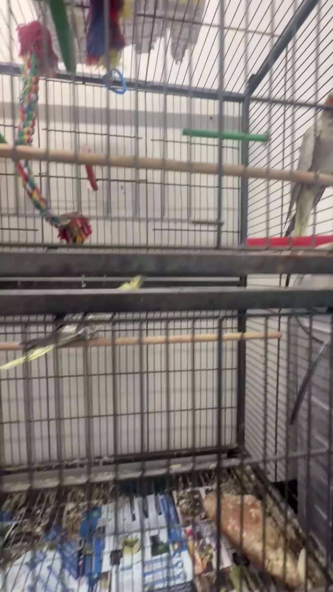 Cockatiels birds for sale: 2 female 1 male - Video 1