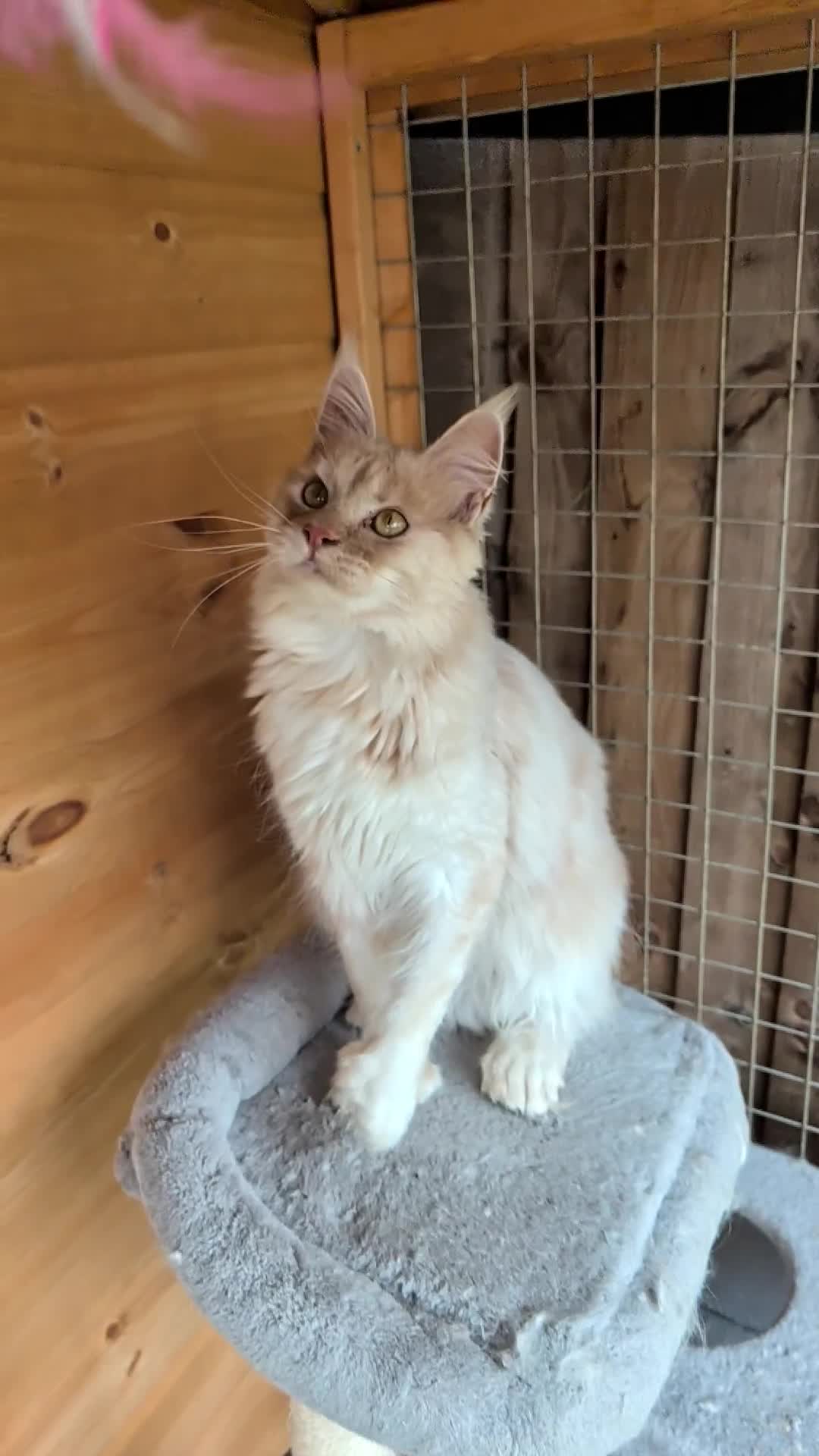 Maine Coon cats for stud: High Red Smoke 66/66 Polydactyl European line - Video 1
