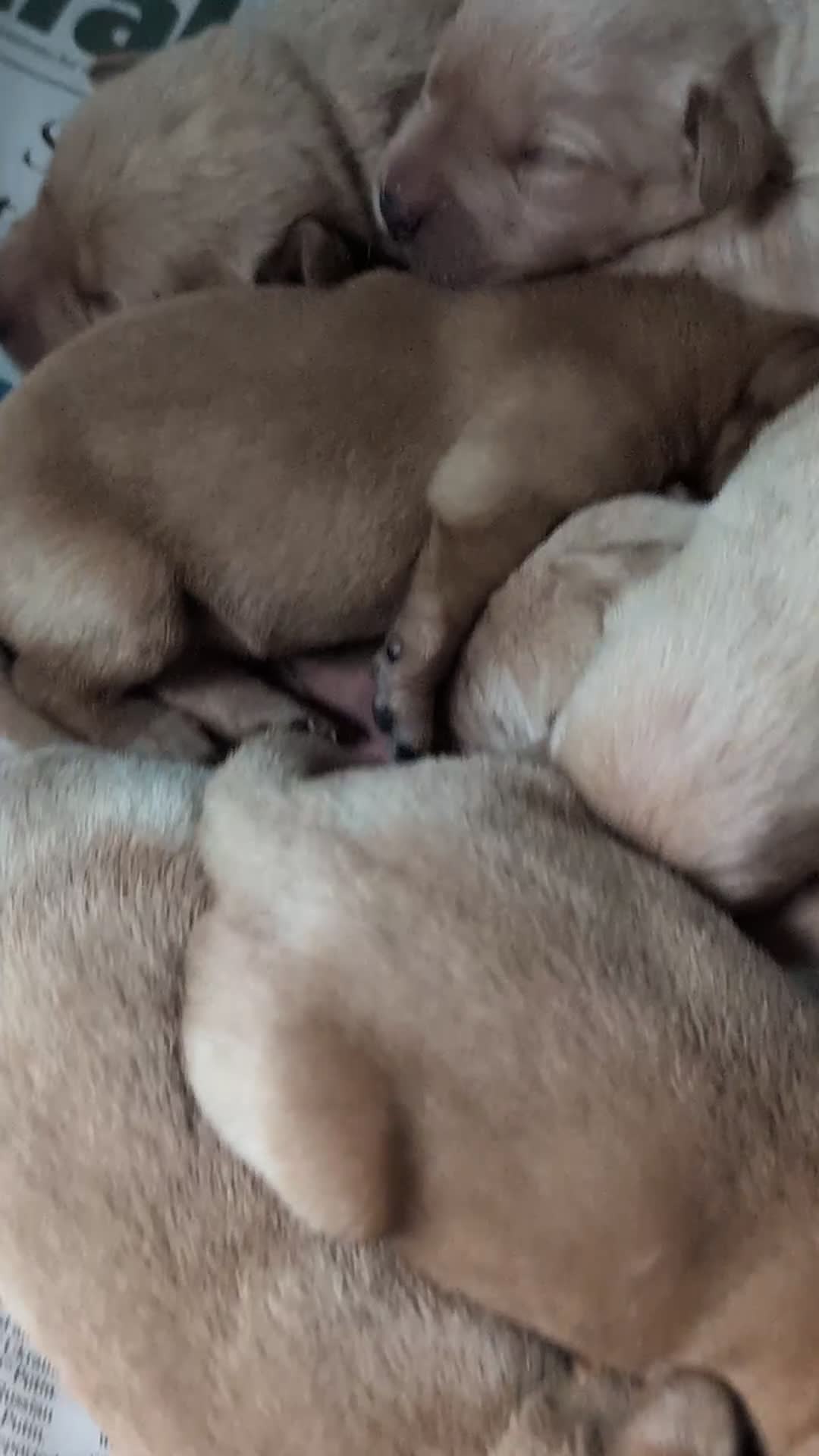 Labrador Retriever dogs for sale: Yellow Labrador Puppies  - Video 1