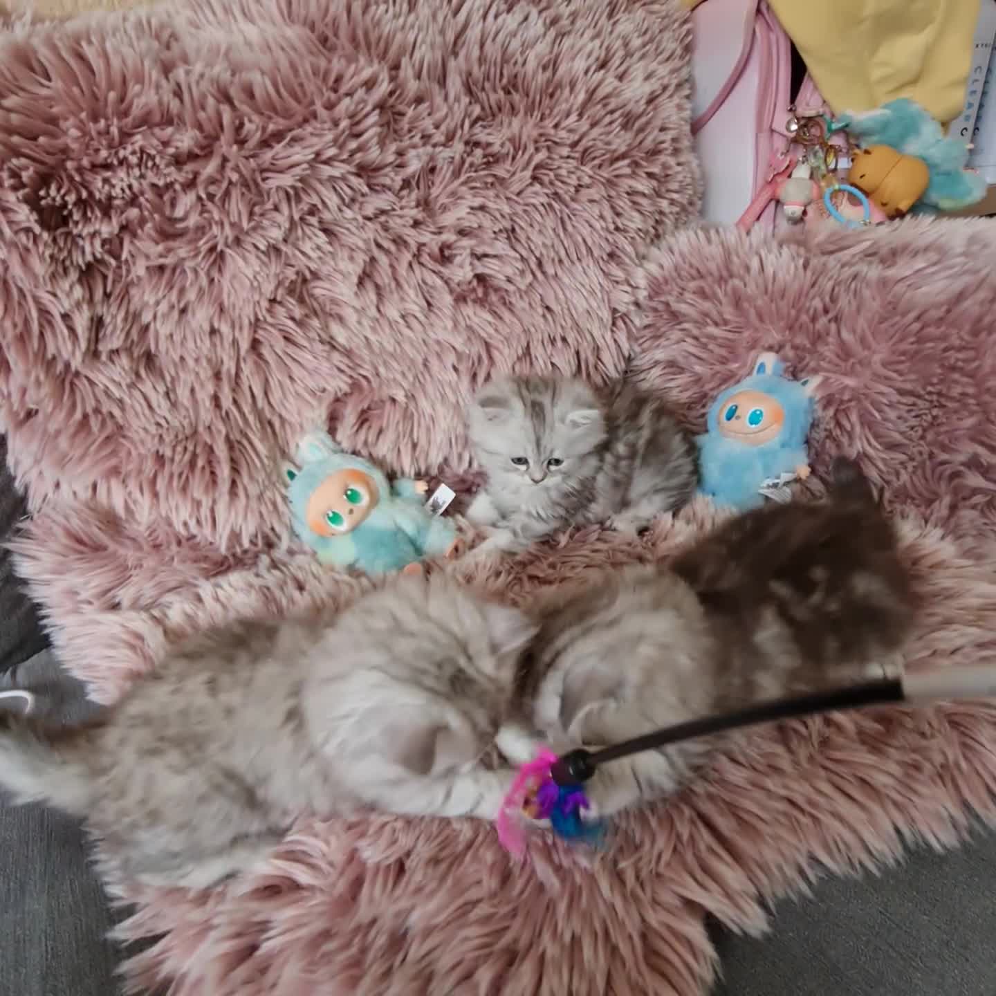 Persian cats for sale: Chinchilla Persian kitten 1 girl left - Video 3
