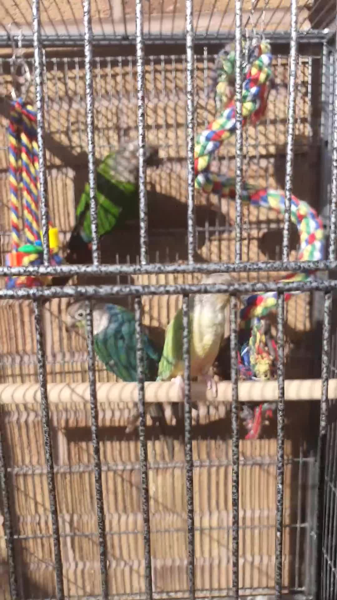 Parakeets birds for sale: Beautiful conure mutations £90 each or all £200 in Bradford - Video 1