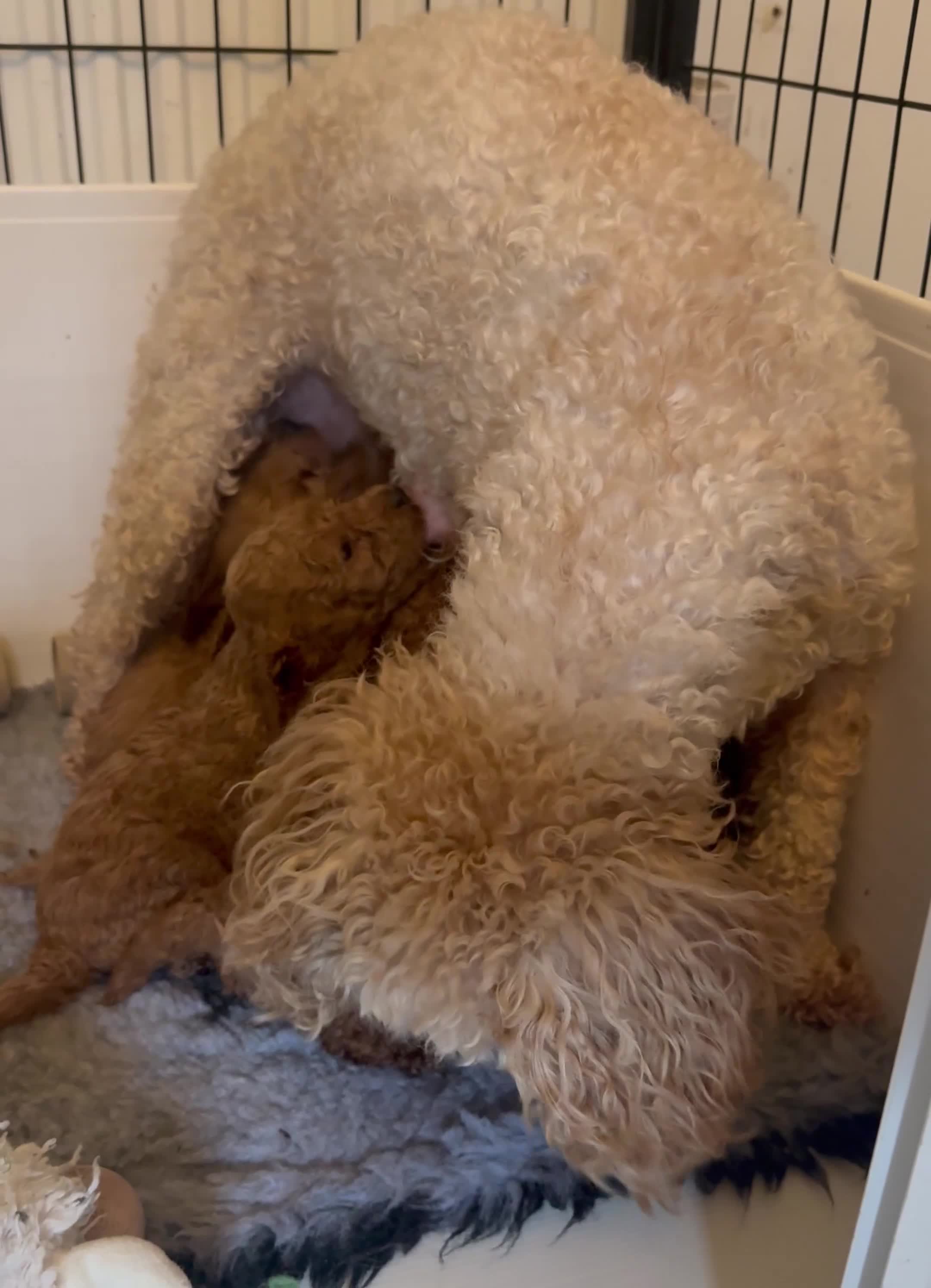 Cavapoo dogs for sale: Toy red Cavapoo pups.  5* Council Registered  - Video 1