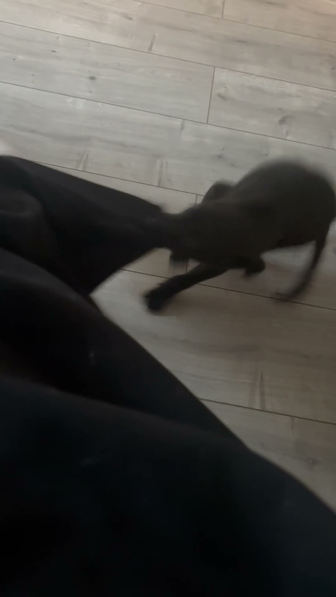 Mixed Breed dogs for sale: whippet/lurcher pup - Video 1