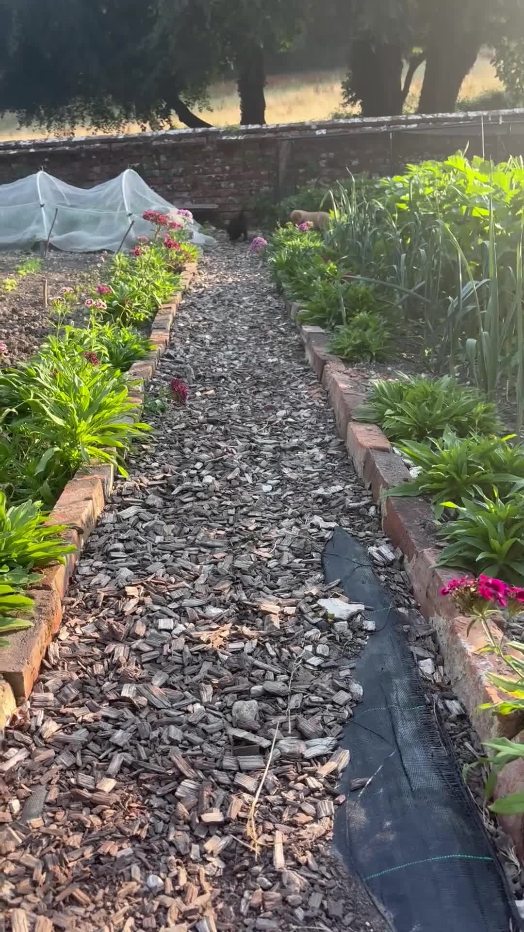 Labrador Retriever dogs for sale: Stunning Labrador Boy available 1st August   - Video 1