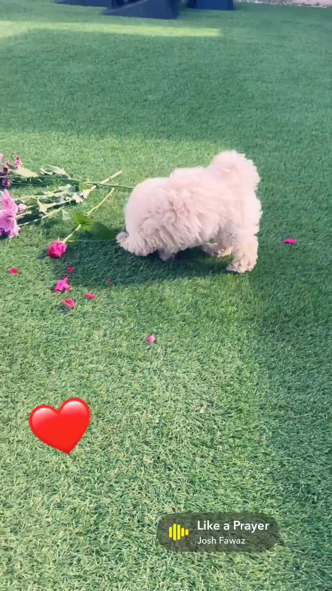 Maltipoo dogs for sale: Beautiful cream Asian Maltipoo beautiful small 💙 - Video 1