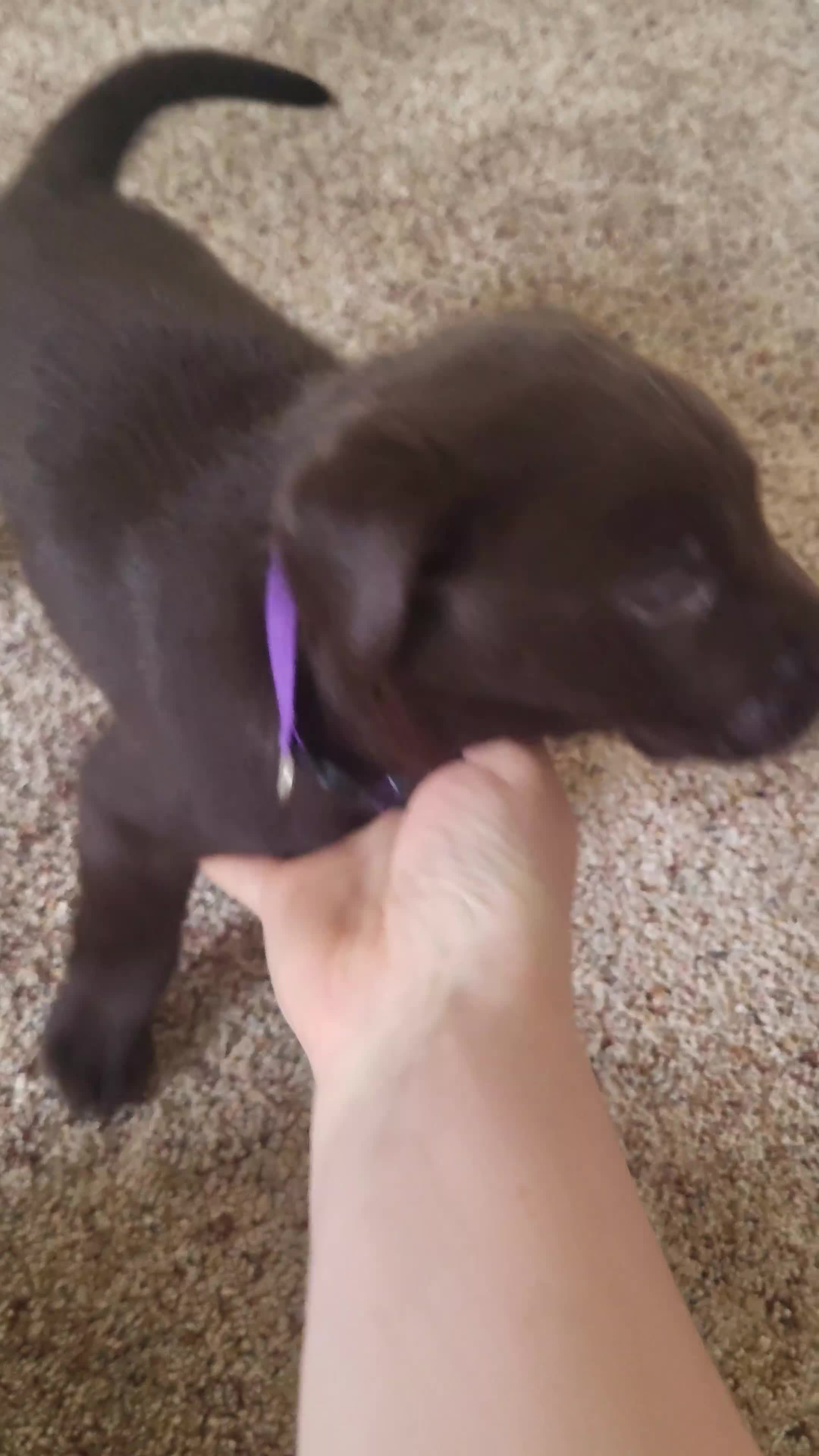 Labrador Retriever dogs for sale: Pedigree Labrador puppies - strong and healthy  - Video 1