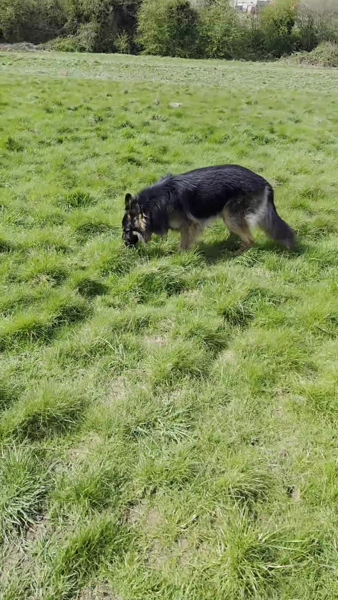 German Shepherd dogs for sale: 3 Year Old German Shepherd Dog semi long haired in Sutton-in-Ashfield - Video 1