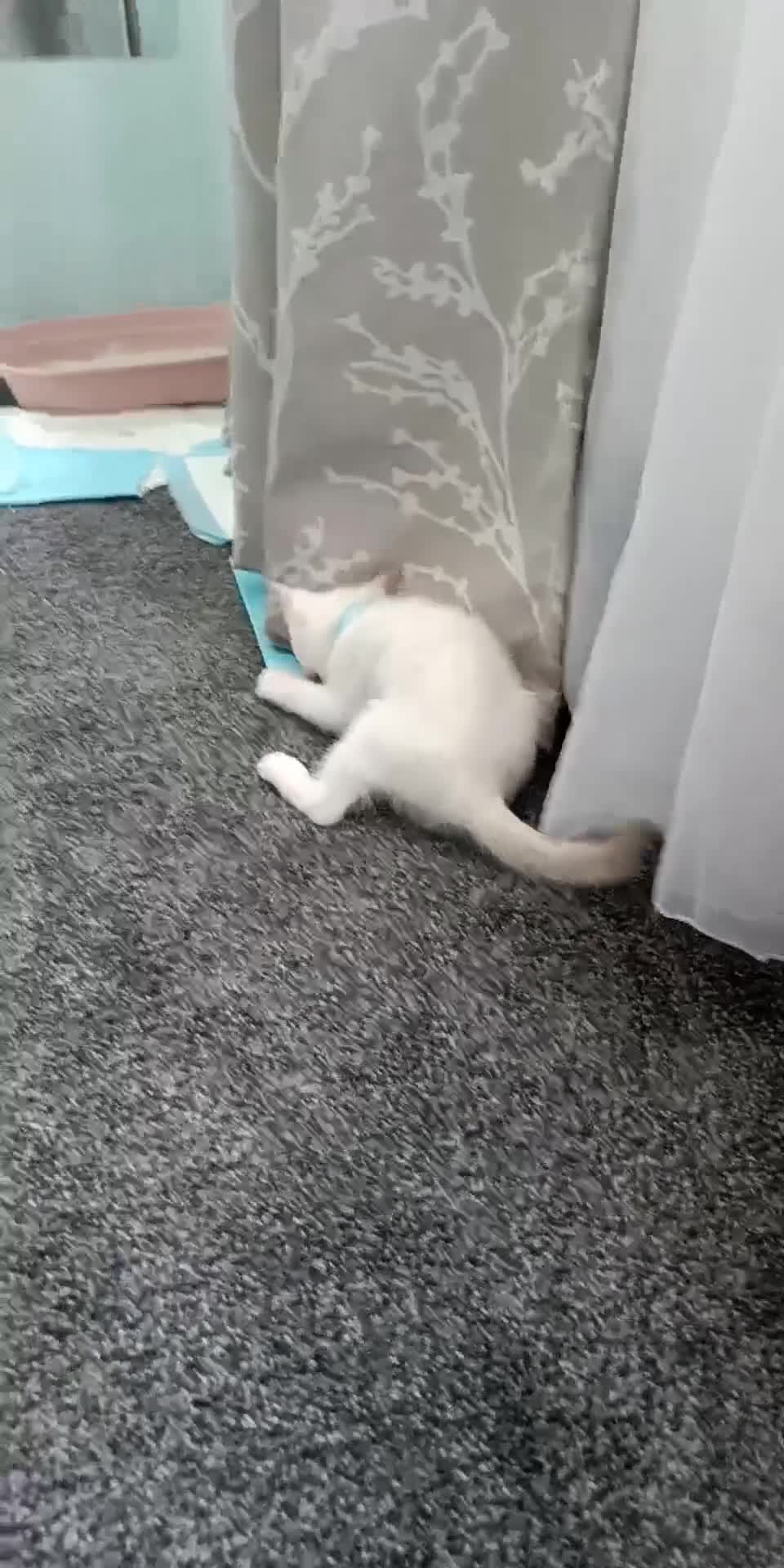 Siamese cats for sale: cuddliest boy ever is looking for home - Video 1