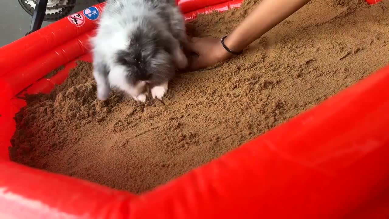 Mini Lion Lop rabbits for sale: Beautiful Bunny’s Sushi 5yrs & Marshmallow 3yrs - Video 2