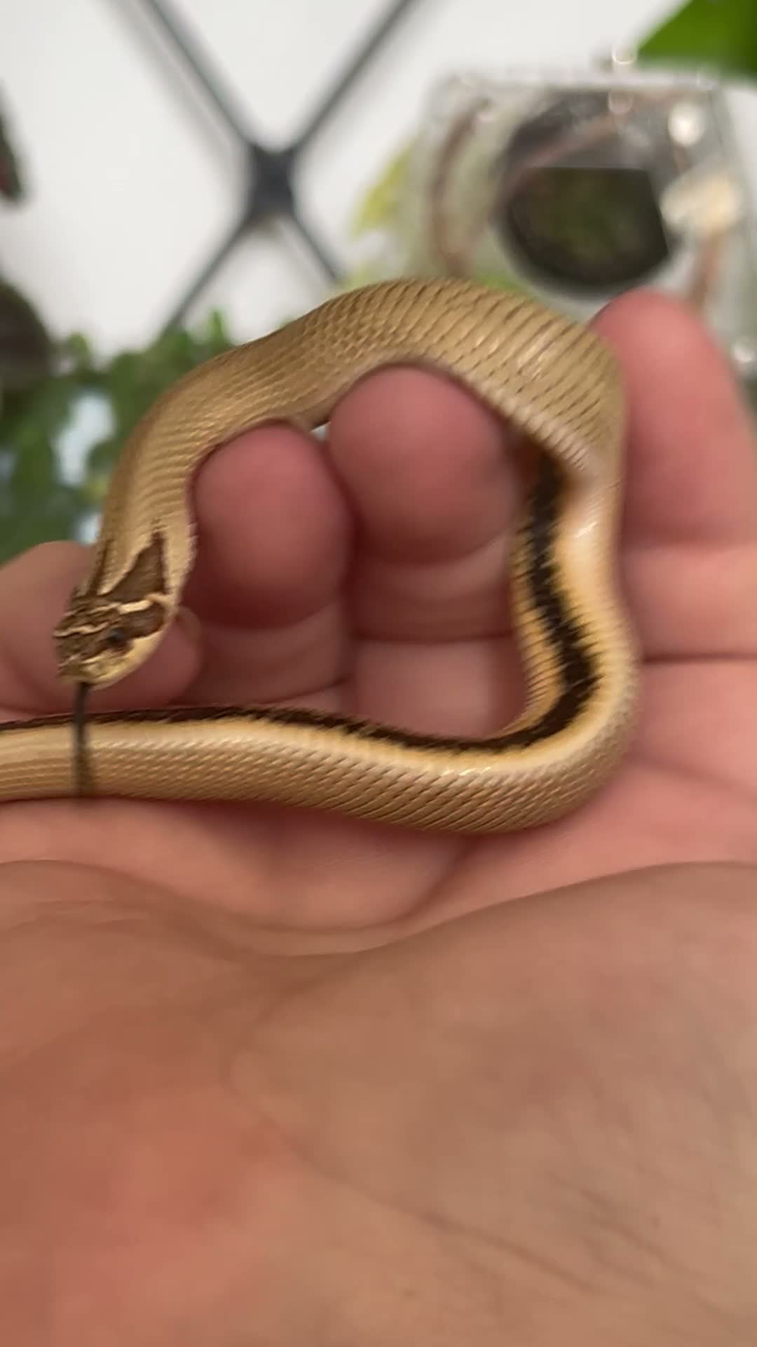 Snake reptiles for sale: Stunning superconda hognose snake male with viv - Video 1