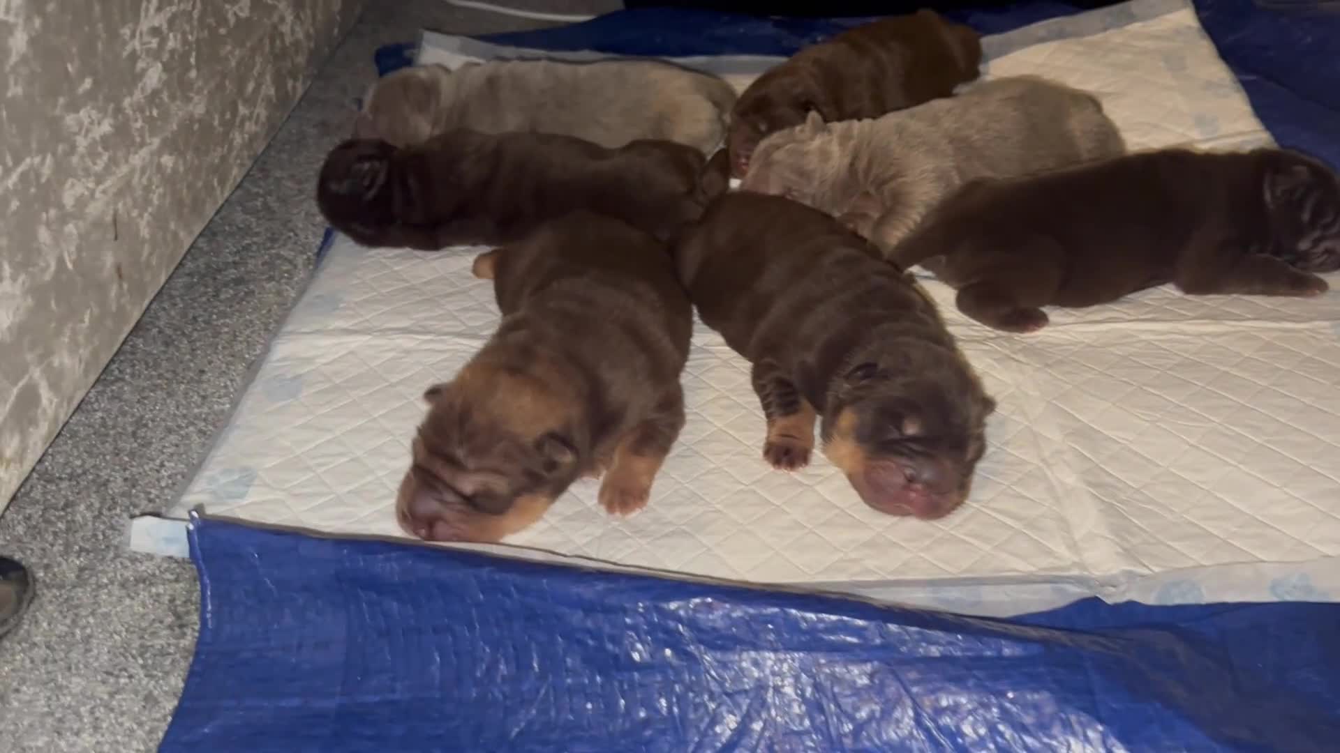 Shar Pei dogs for sale: Top quality choc and tan bear coat sharpies - Video 1