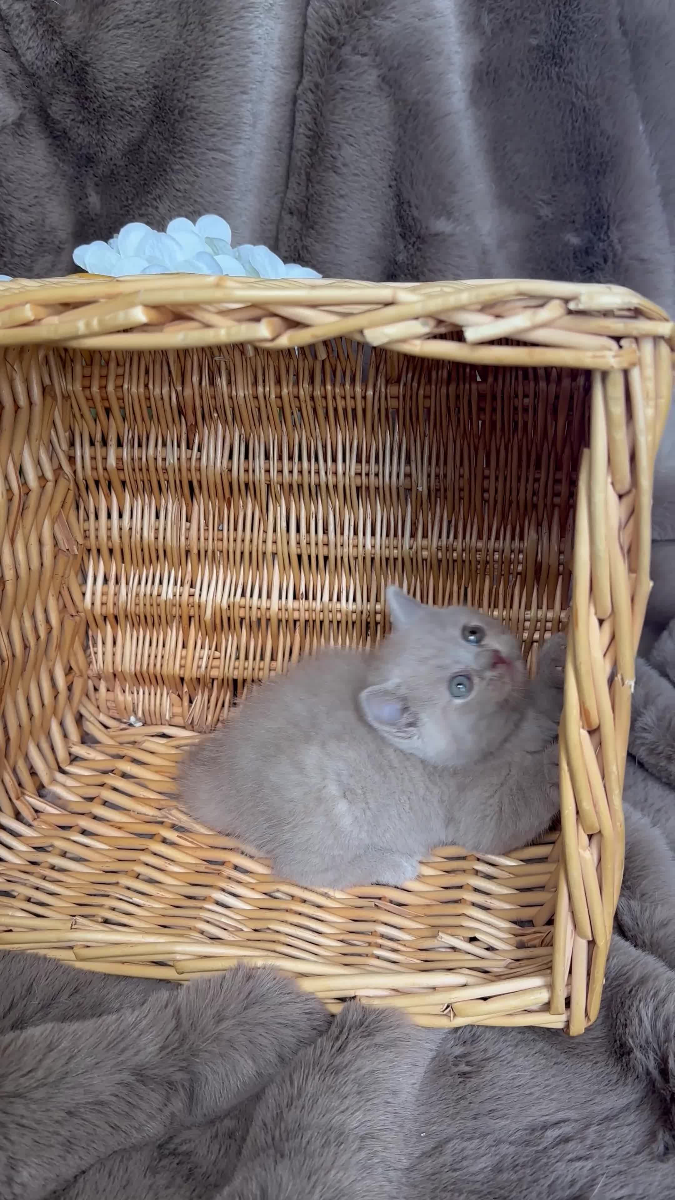 British Shorthair cats for sale: Tica reg 🌈 10colours British shorthair kittens  - Video 3