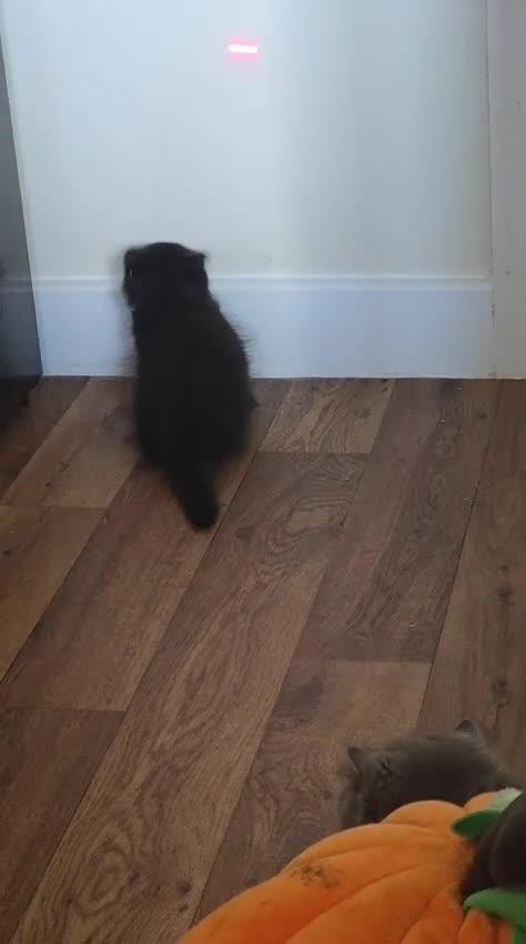 Scottish Fold cats for sale: Black british shorthair kittens  - Video 1
