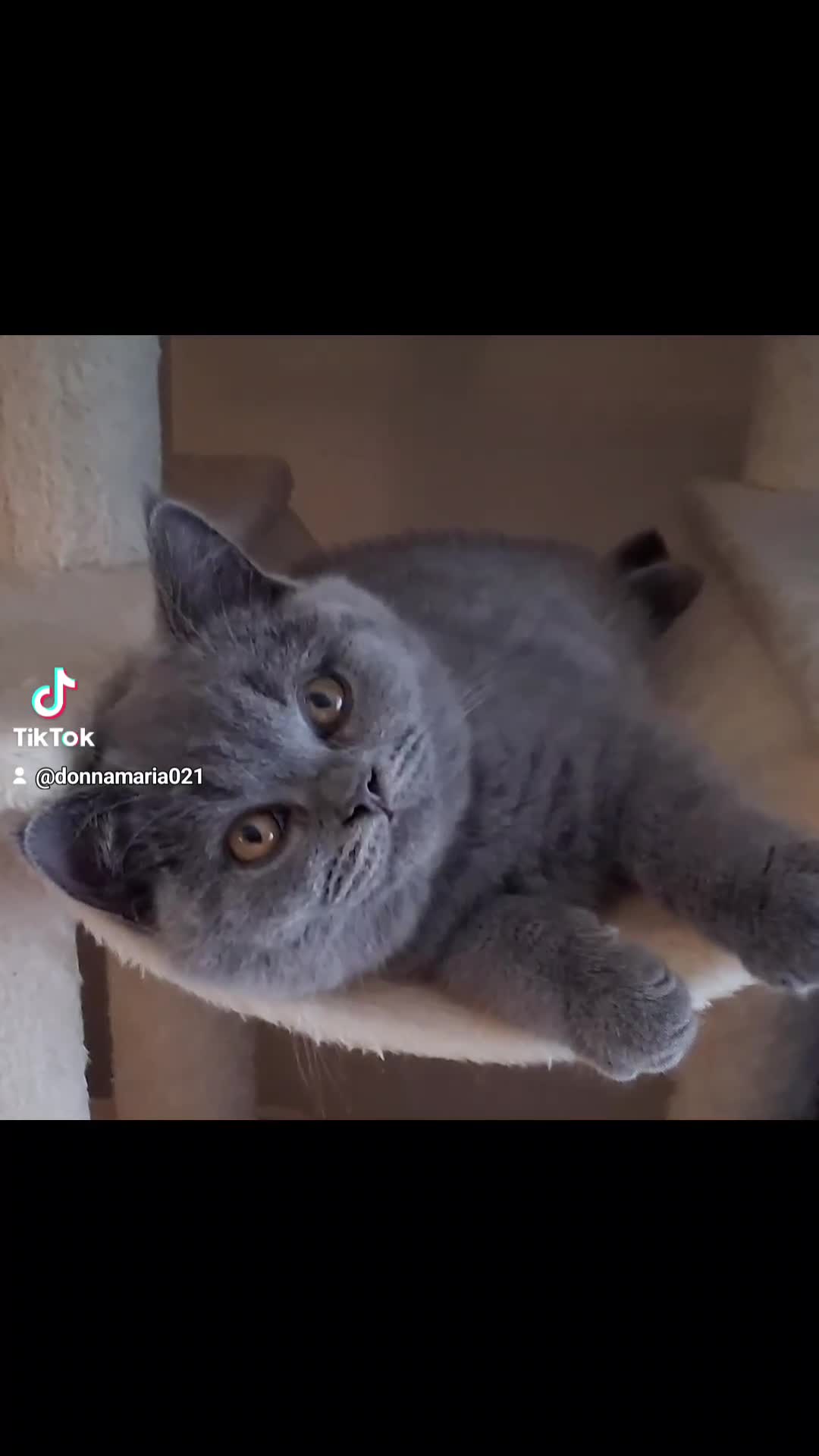 British Shorthair cats for sale:  BRITISH SHORTHAIR in Salford - Video 2
