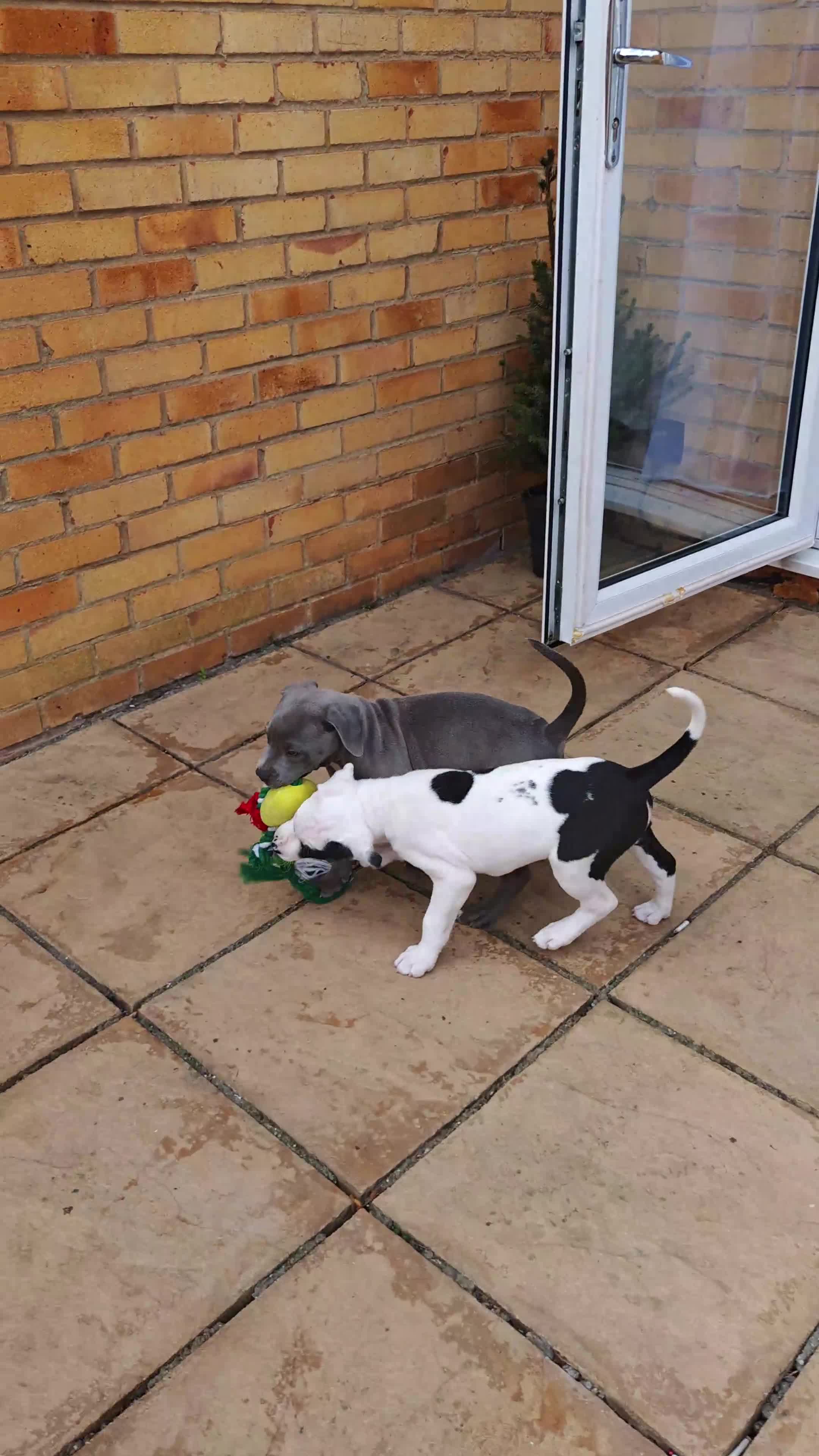 Mixed Breed dogs for sale: Mixed breed puppy Leo - Video 2