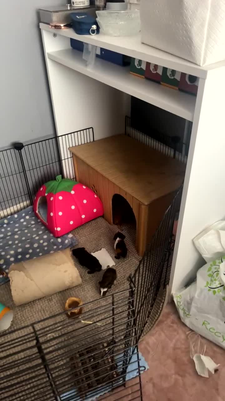 Guinea Pig rodents for sale: 5 Beautiful male guinea pigs for sale - Video 1