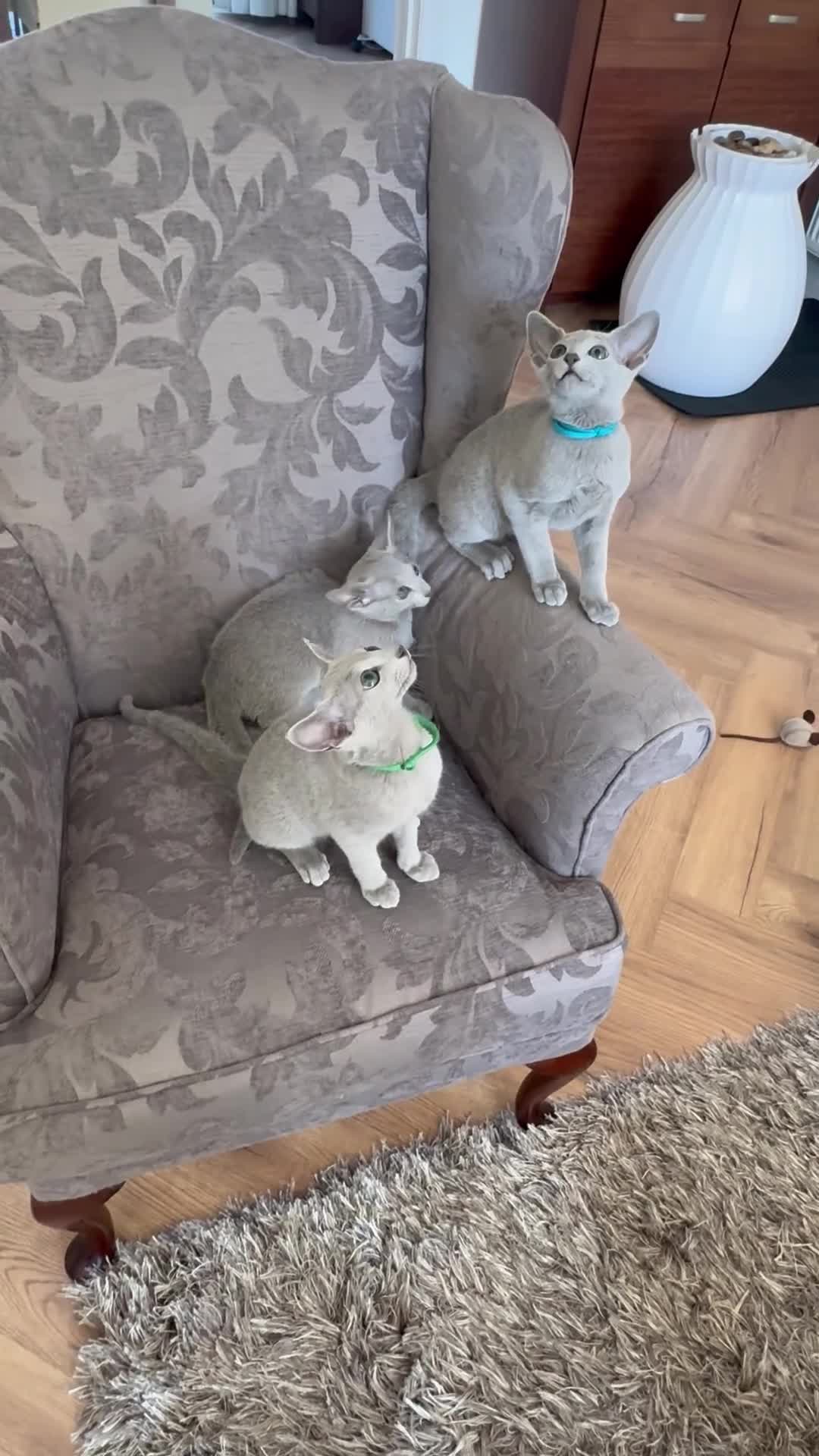 Russian Blue cats for sale: Full Pedigree American Champion Lines Russian Blue - Video 1