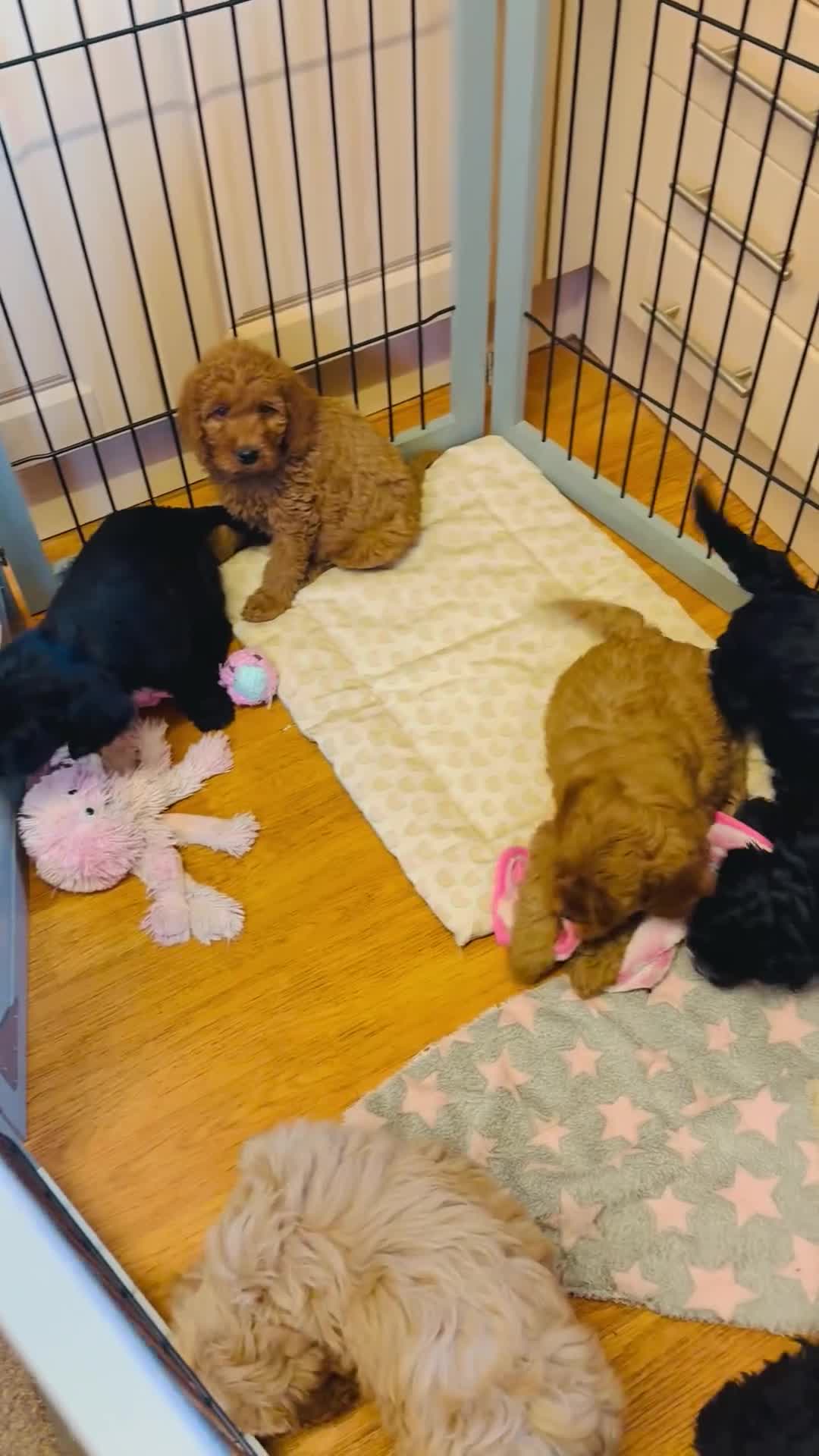 Labradoodle dogs for sale: Australian labradoodles  - Video 1