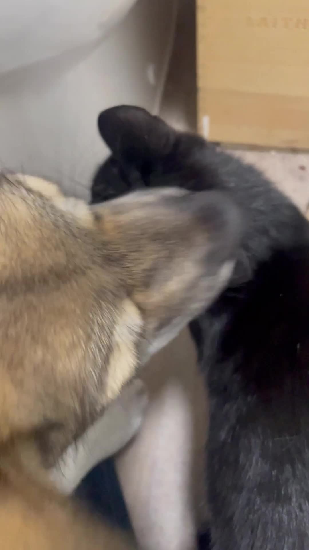 Shepsky dogs for sale: SHEPSKY MALE HUSKY GERMAN SHEPHERD CROSS MALE - Video 3