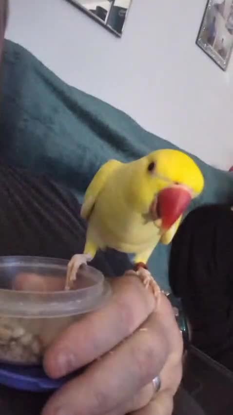 Ringnecks birds for sale: Female Lutino Indian Ringneck  in Abergele - Video 2