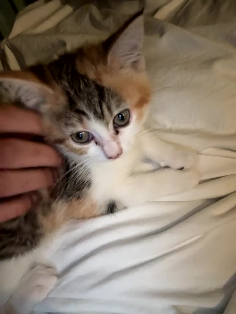 Domestic Shorthair cats for sale: Kittens for sale - Video 4