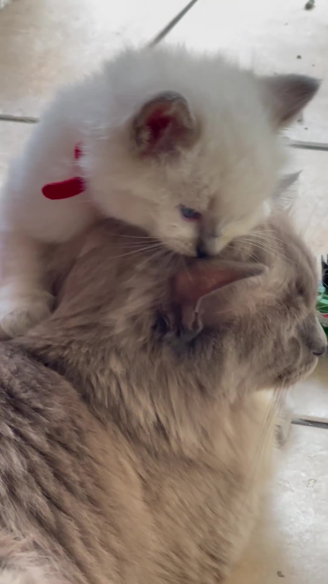 Ragdoll cats for sale: TICA registered pedigree Mink & blue point kittens - Video 2