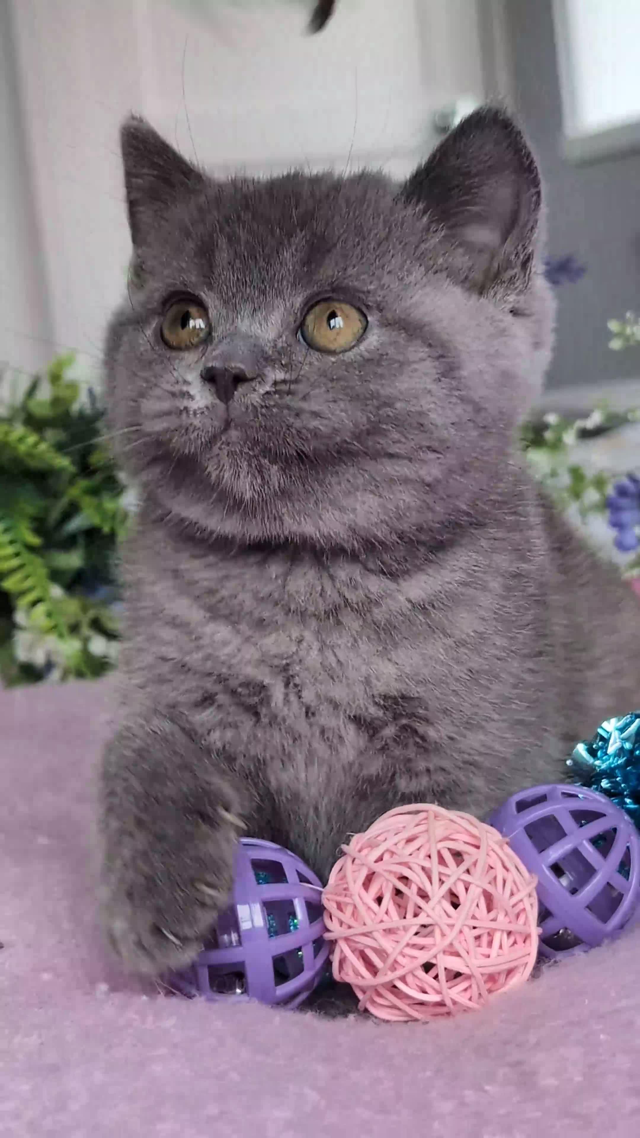 British Shorthair cats for sale: Summer price - Video 2