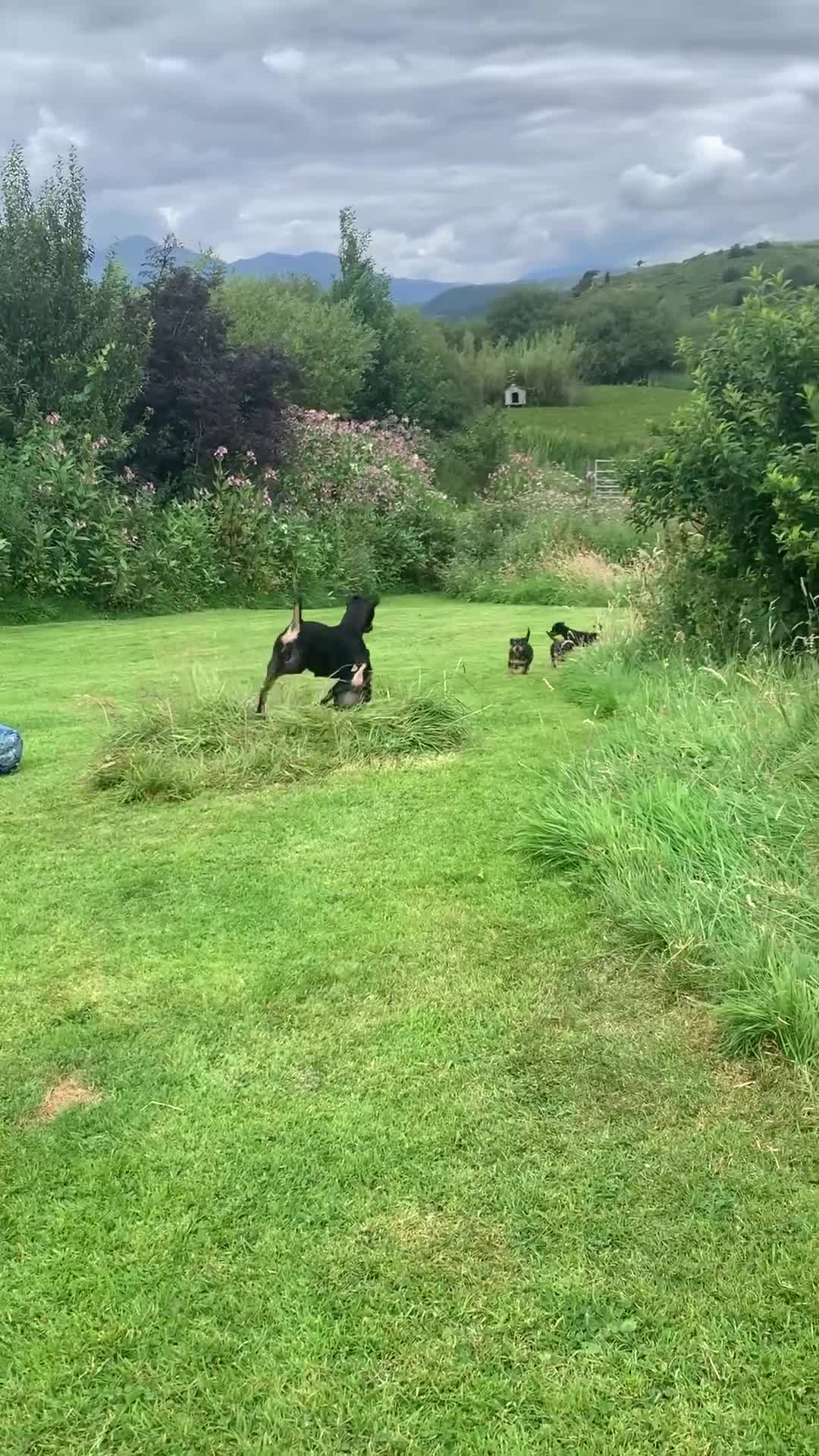 Mixed Breed dogs for sale: miniature pincher / mini jack  - Video 2