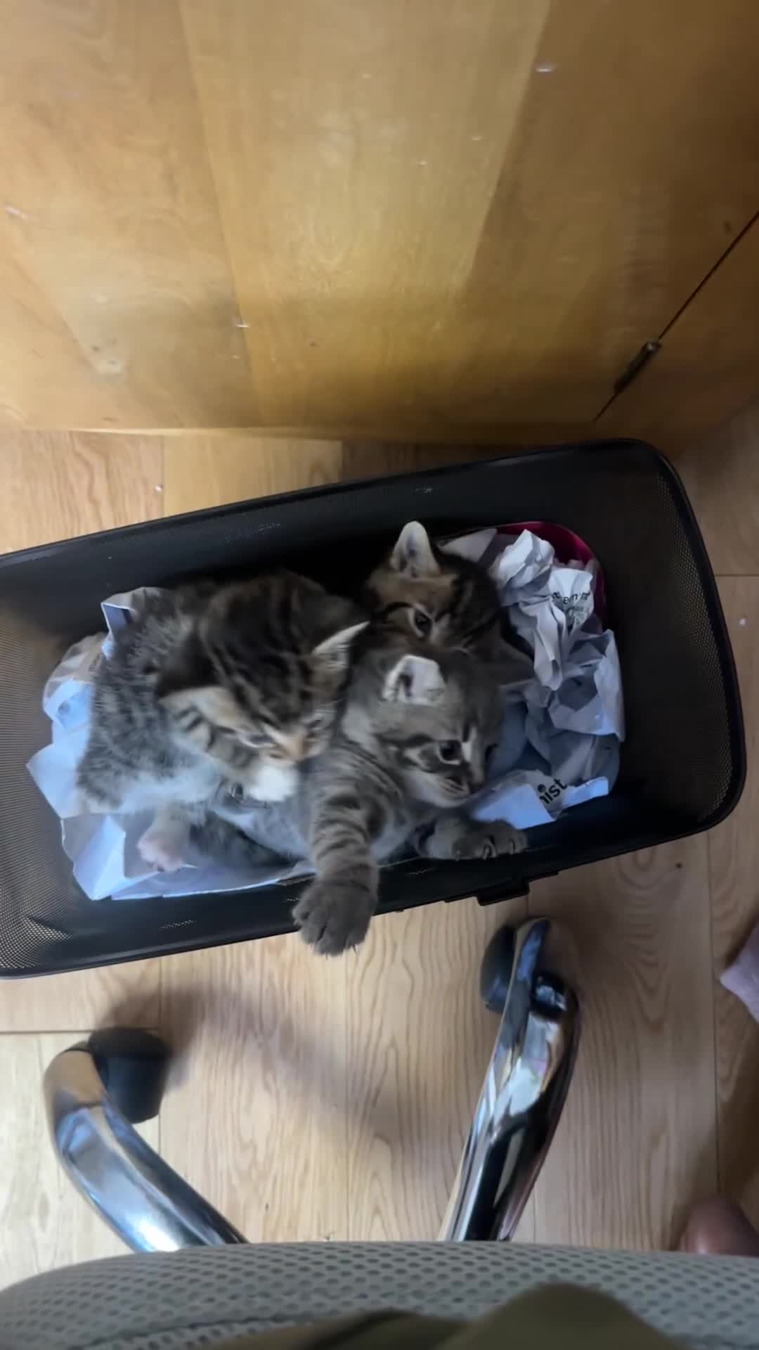 Mixed Breed cats for sale: 6 Of the cutest kittens ever !  - Video 1