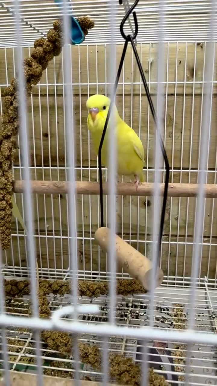 Budgerigars birds for sale: Gorgeous Baby Budgies  - Video 1