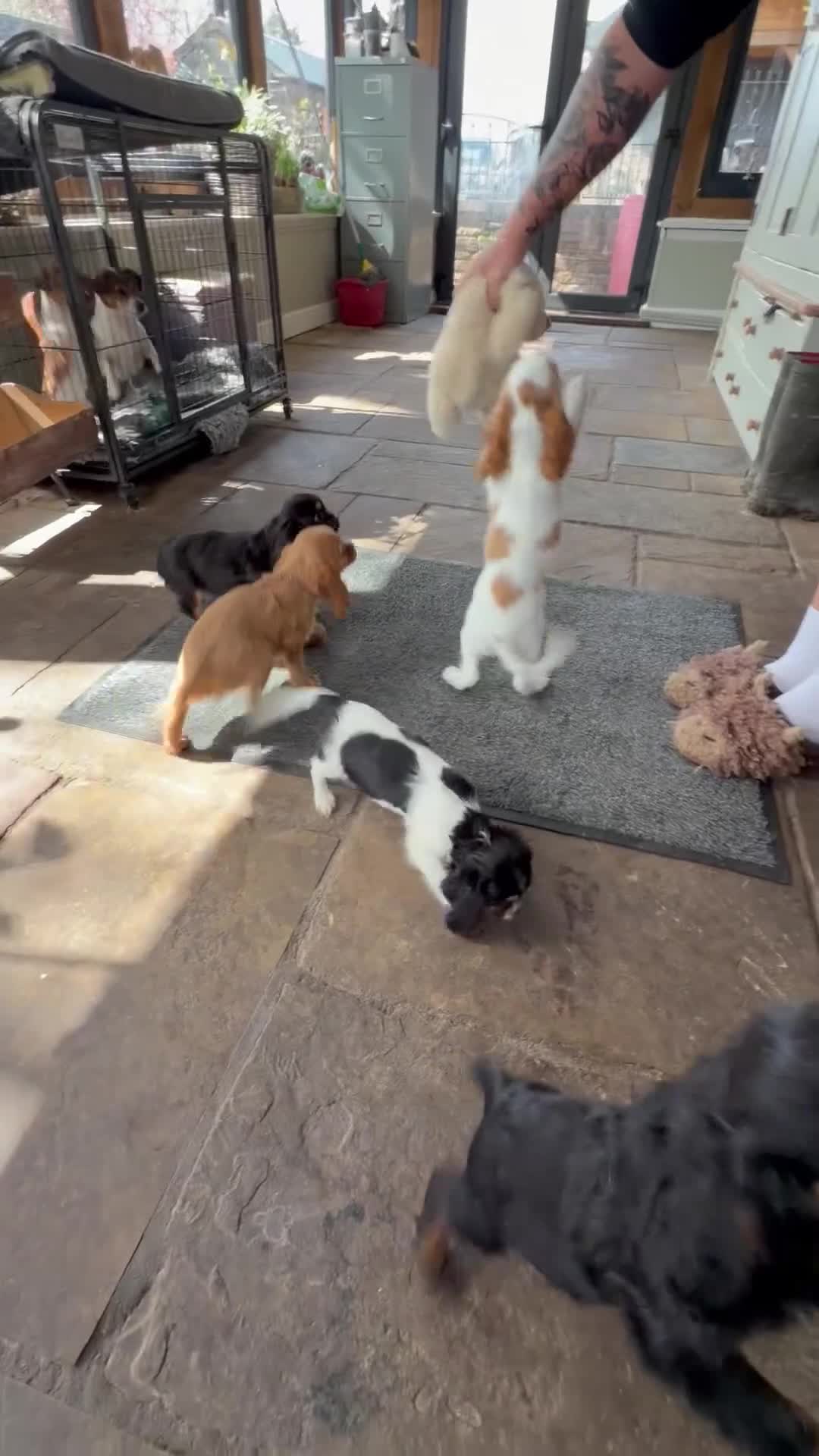 Mixed Breed dogs for sale: Stunning Cockalier Puppies for Sale  - Video 1