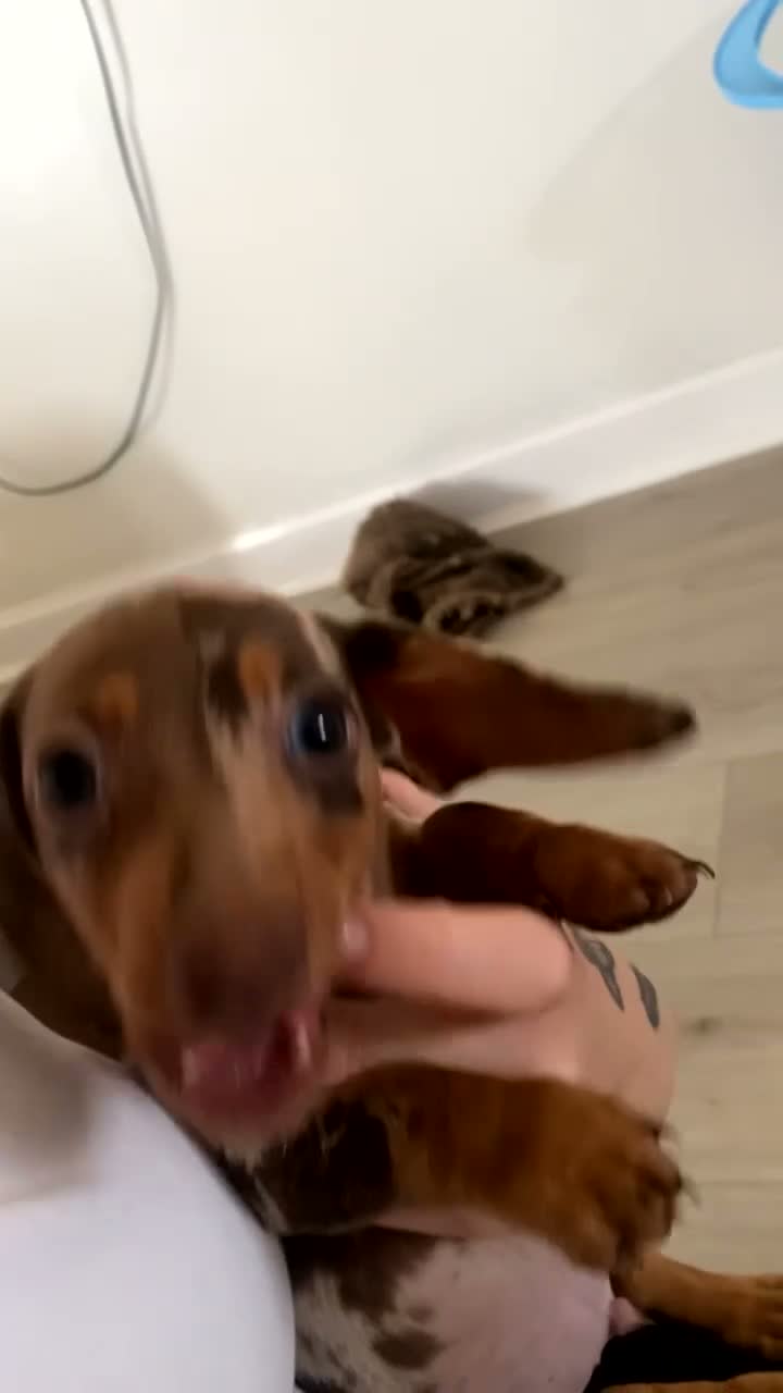 Miniature Dachshund dogs for sale: Miniature choc & tan Dachshund  - Video 1