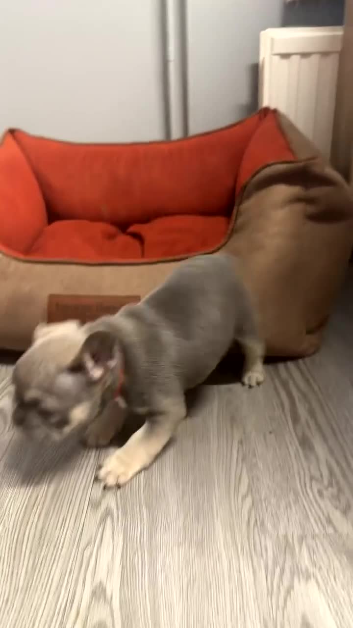 French Bulldog dogs for sale: Blue and tan french bulldog puppies  in Nottingham - Video 1