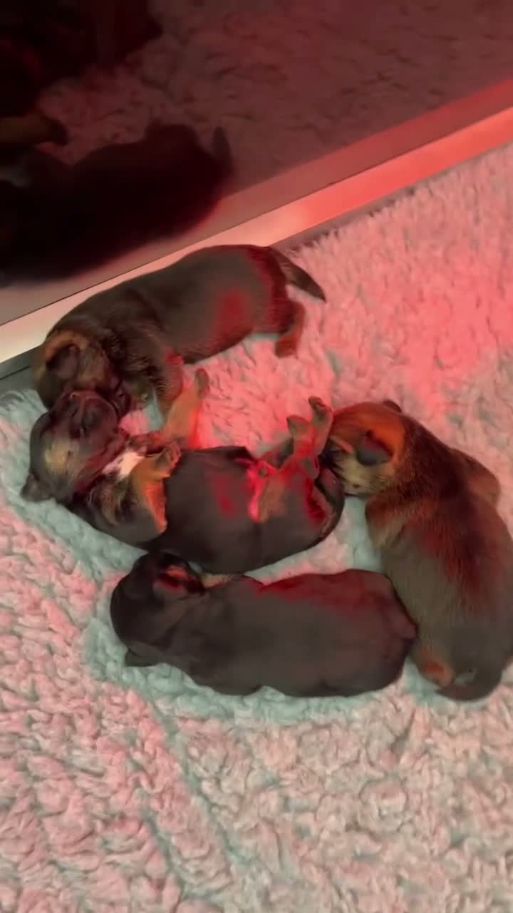 Border Terrier dogs for sale:  BORDER TERRIER PUPPIES FOR SALE ❤️🐾  - Video 1