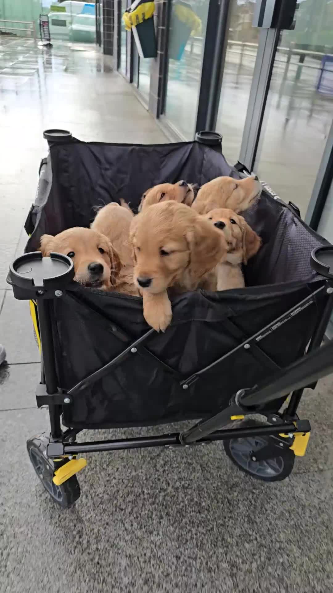 Golden Retriever dogs for sale: 9 Golden Retriever Pups - Video 1