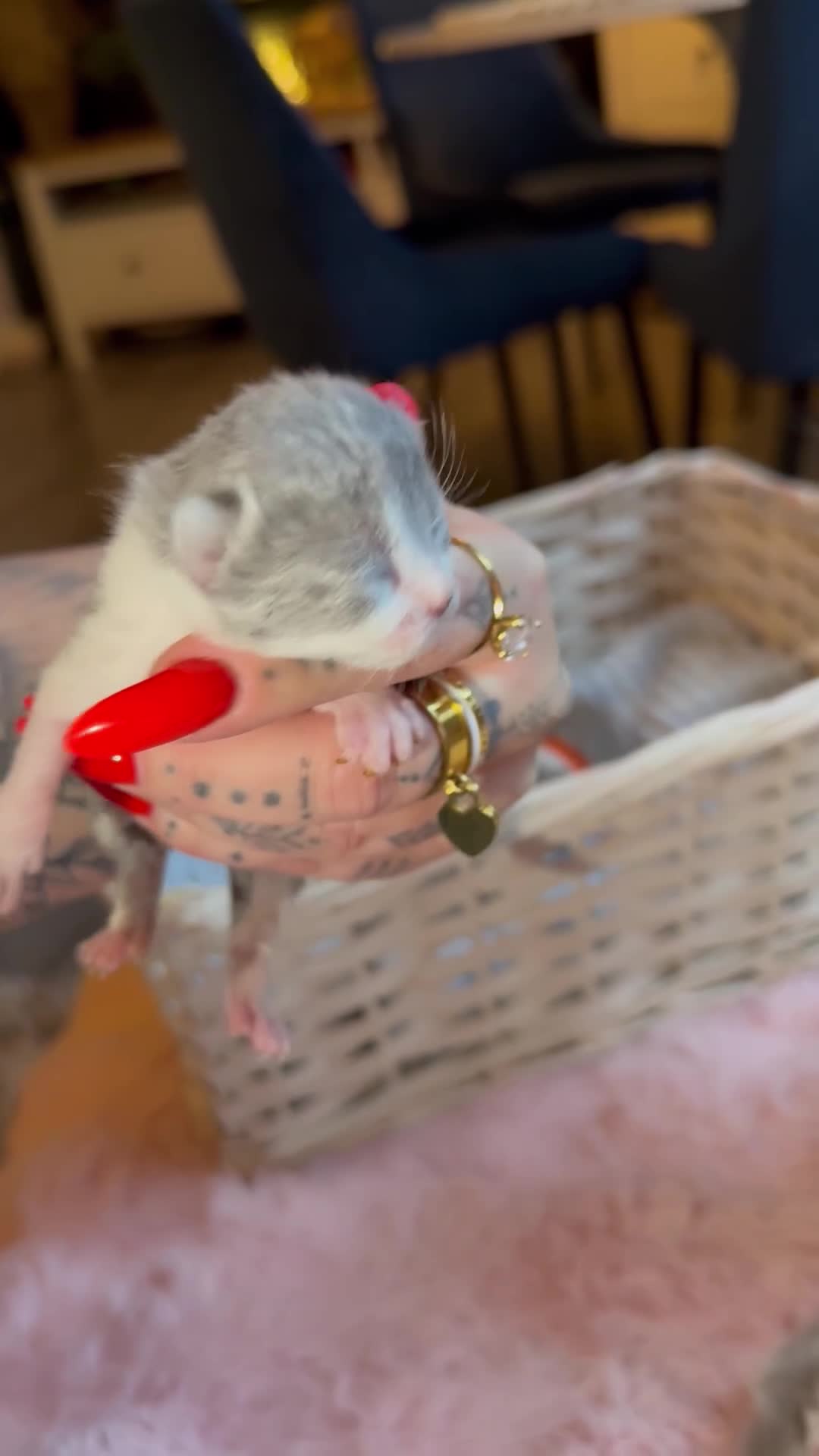 British Shorthair cats for sale: Pure British Shorthair outstanding quality 😻🥇🏆 - Video 1