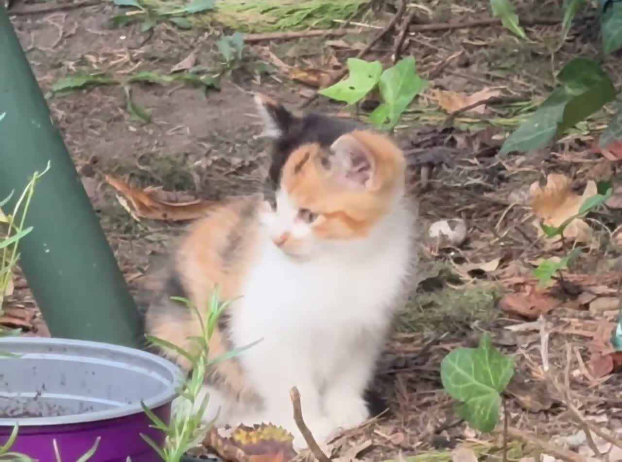 Mixed Breed cats for sale: Stunning Calico BSH - Video 2