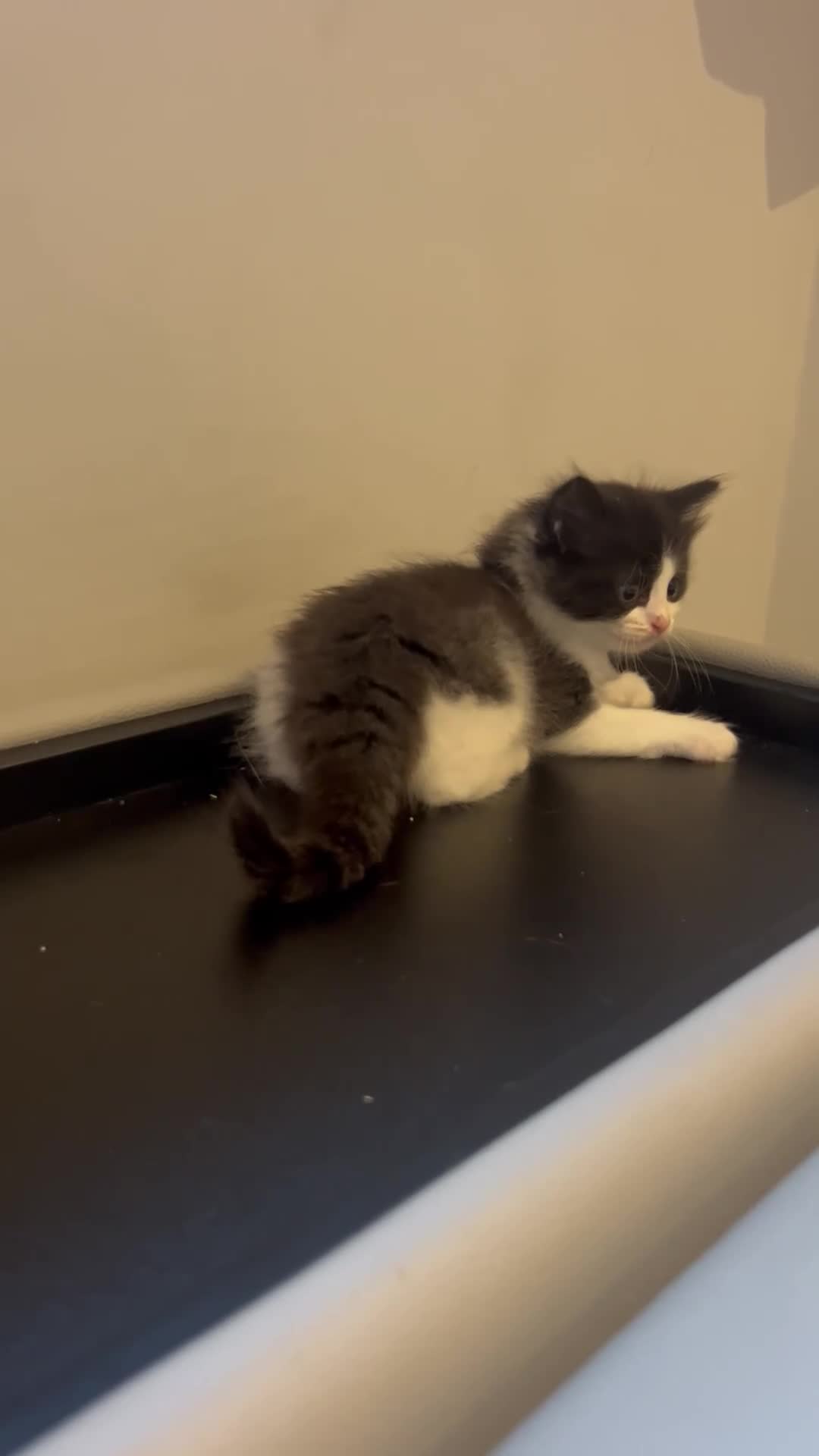 Ragdoll cats for sale: 3 x 1/2 Ragdoll Kittens  in Lancing - Video 2
