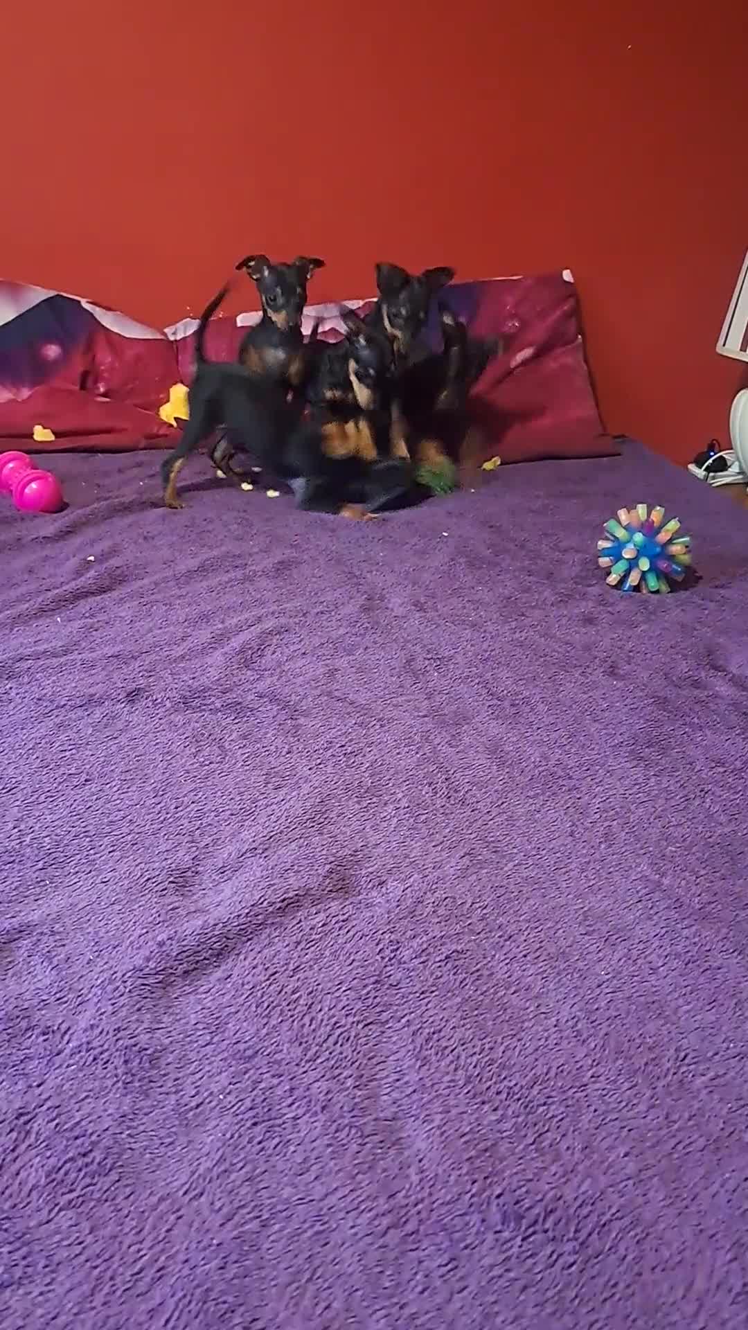 Miniature Pinscher dogs for sale: Miniature Pinscher Puppies 🐾   - Video 1