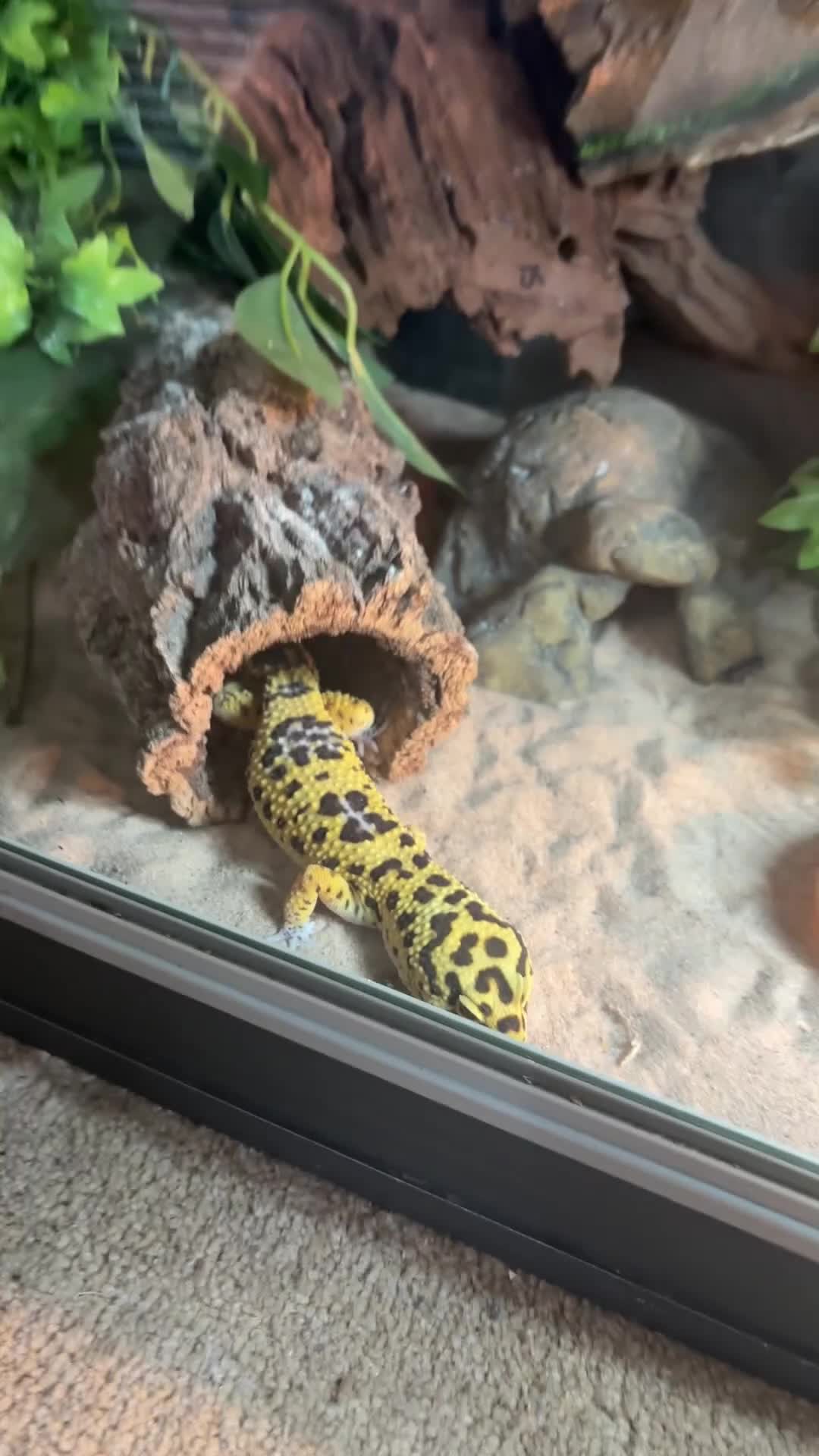 Gecko reptiles for sale: Friendly Leopard Gecko with Full Vivarium Setup  - Video 1