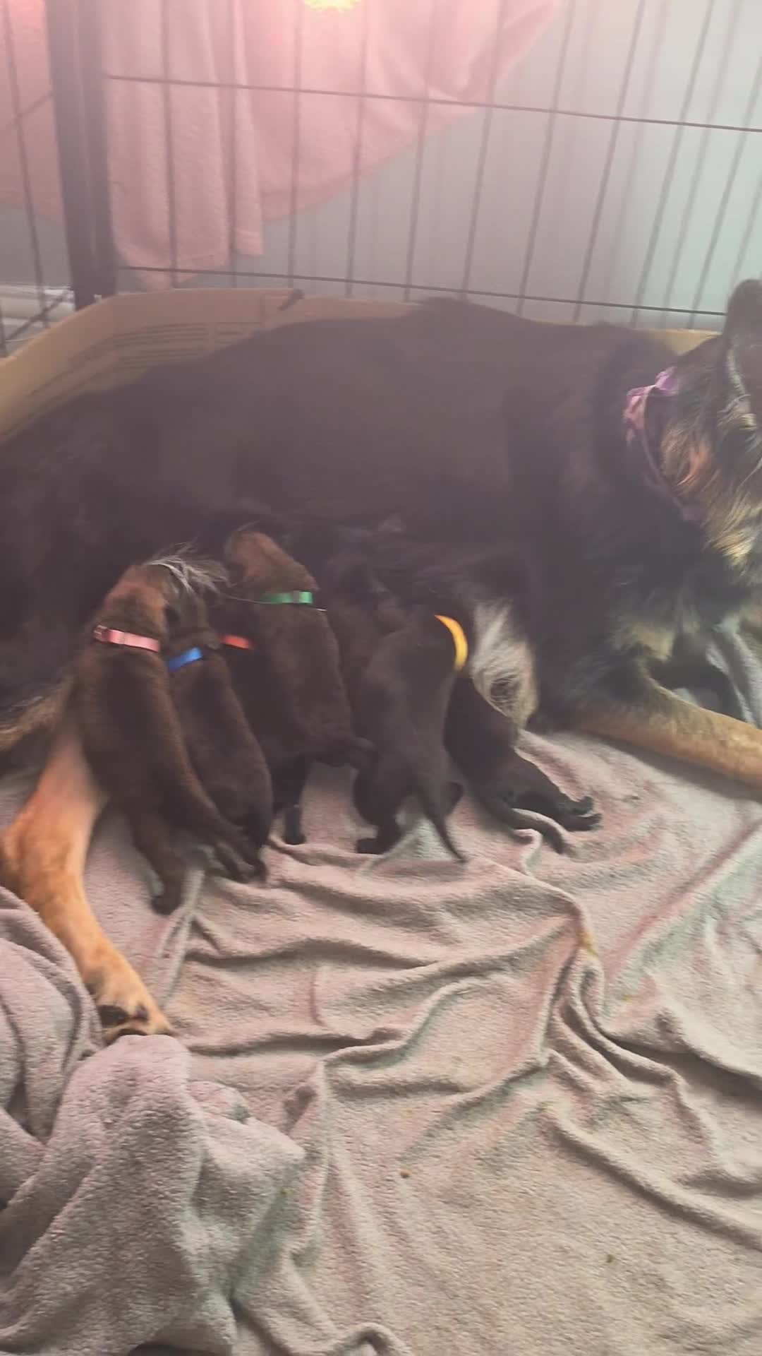 German Shepherd dogs for sale: Stunning German shepherd puppies outstanding litte - Video 1