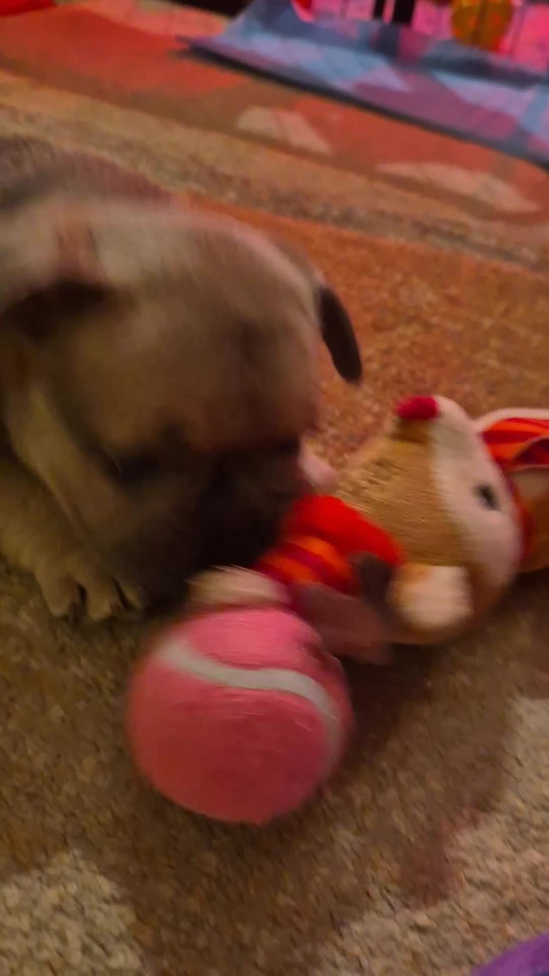 French Bulldog dogs for sale: French Bulldog Puppies - Video 2