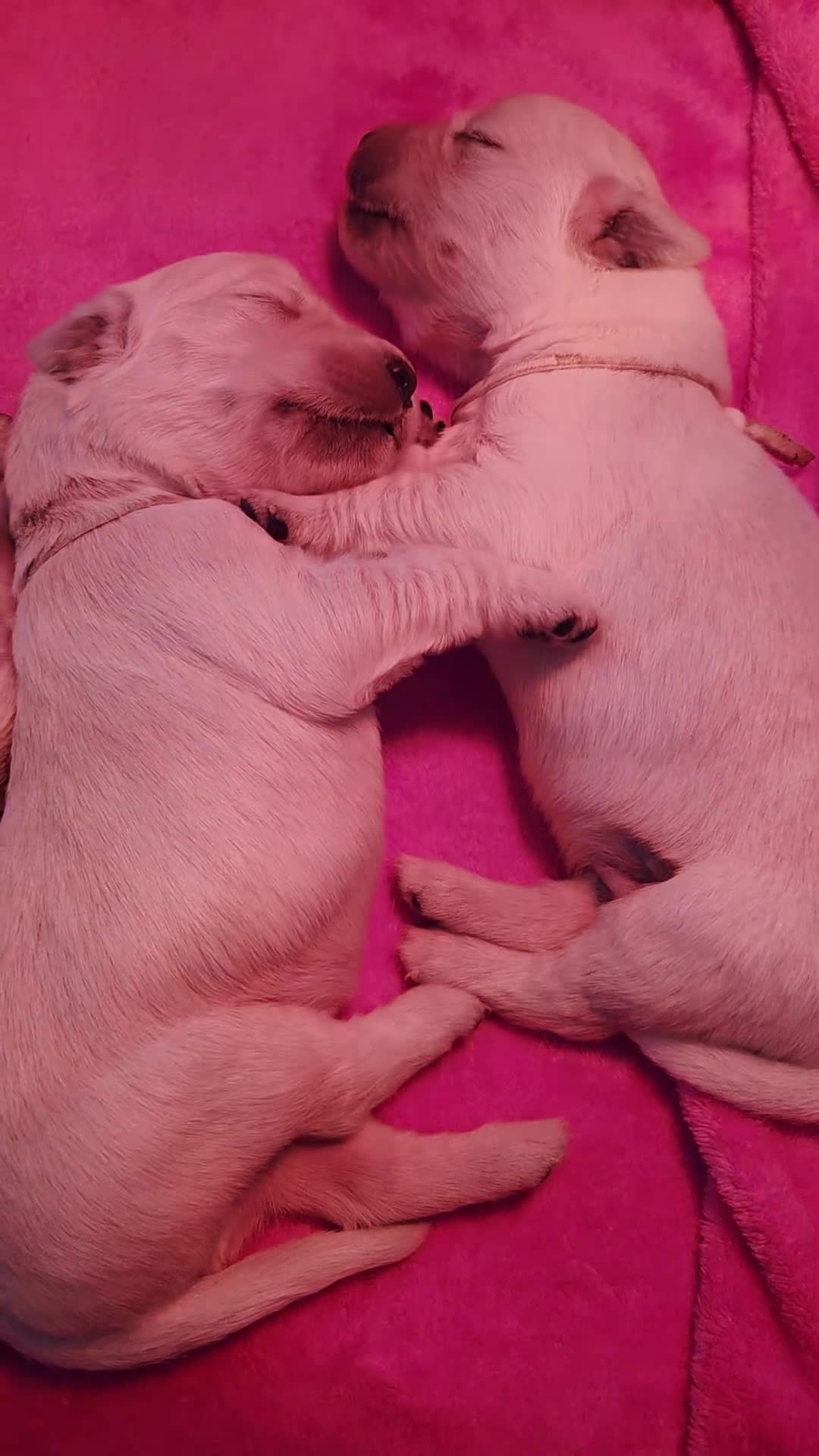 Golden Retriever dogs for sale: Beautiful KC Golden Retriever Puppies- Cream/White - Video 1