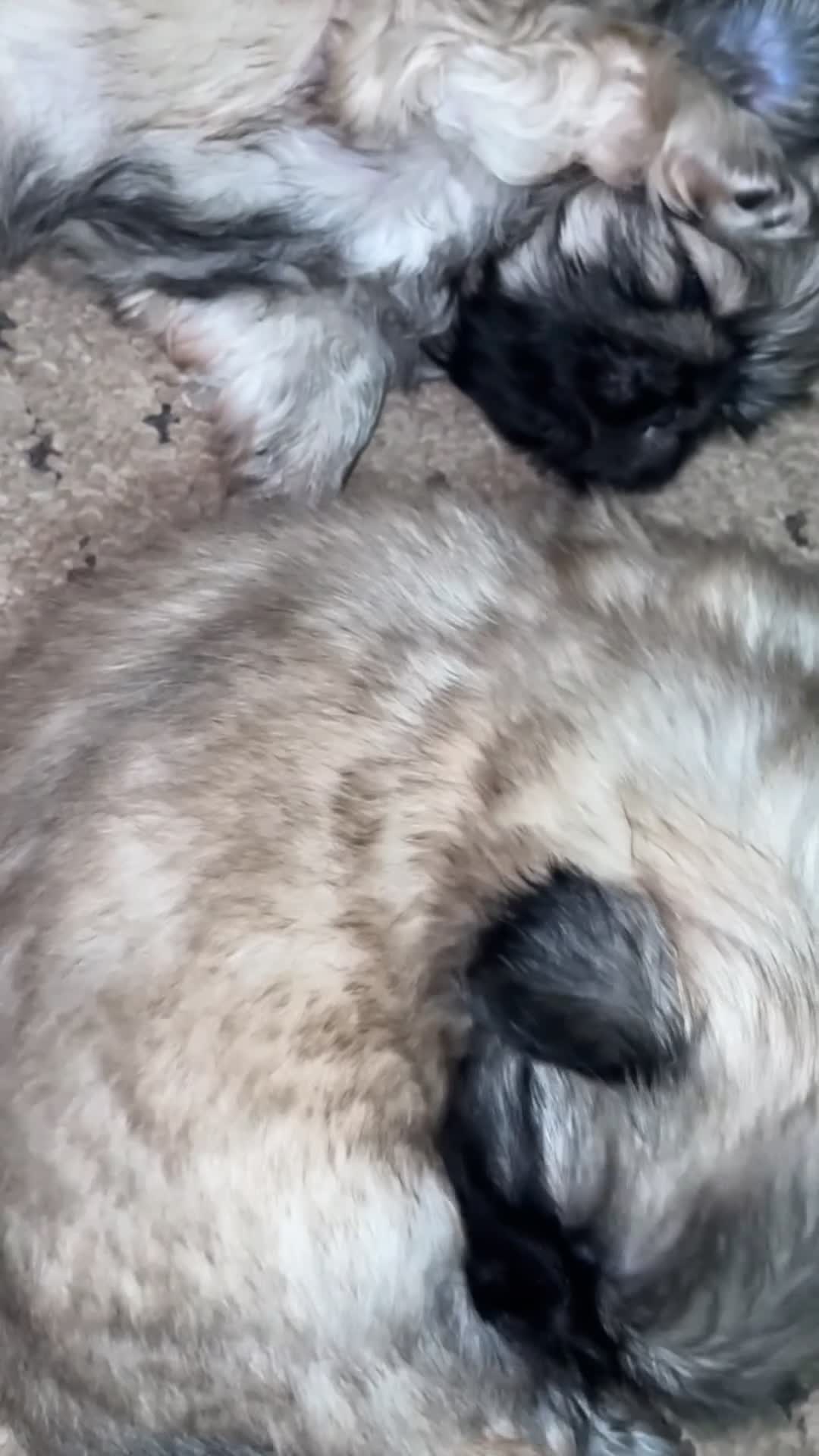 Pekingese dogs for sale: Pekingese Puppies  in Wolverhampton - Video 2