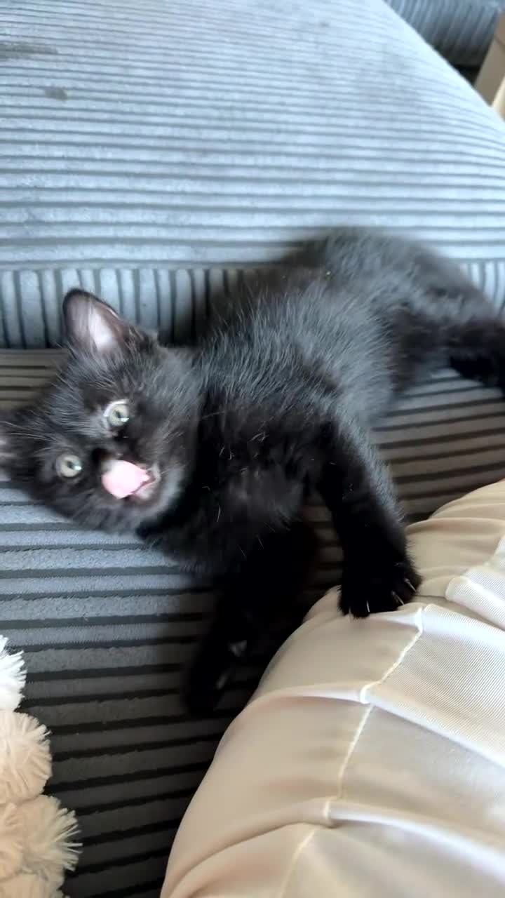 Mixed Breed cats for sale: 5 Beautiful Black Mixed Breed Kittens - Video 2